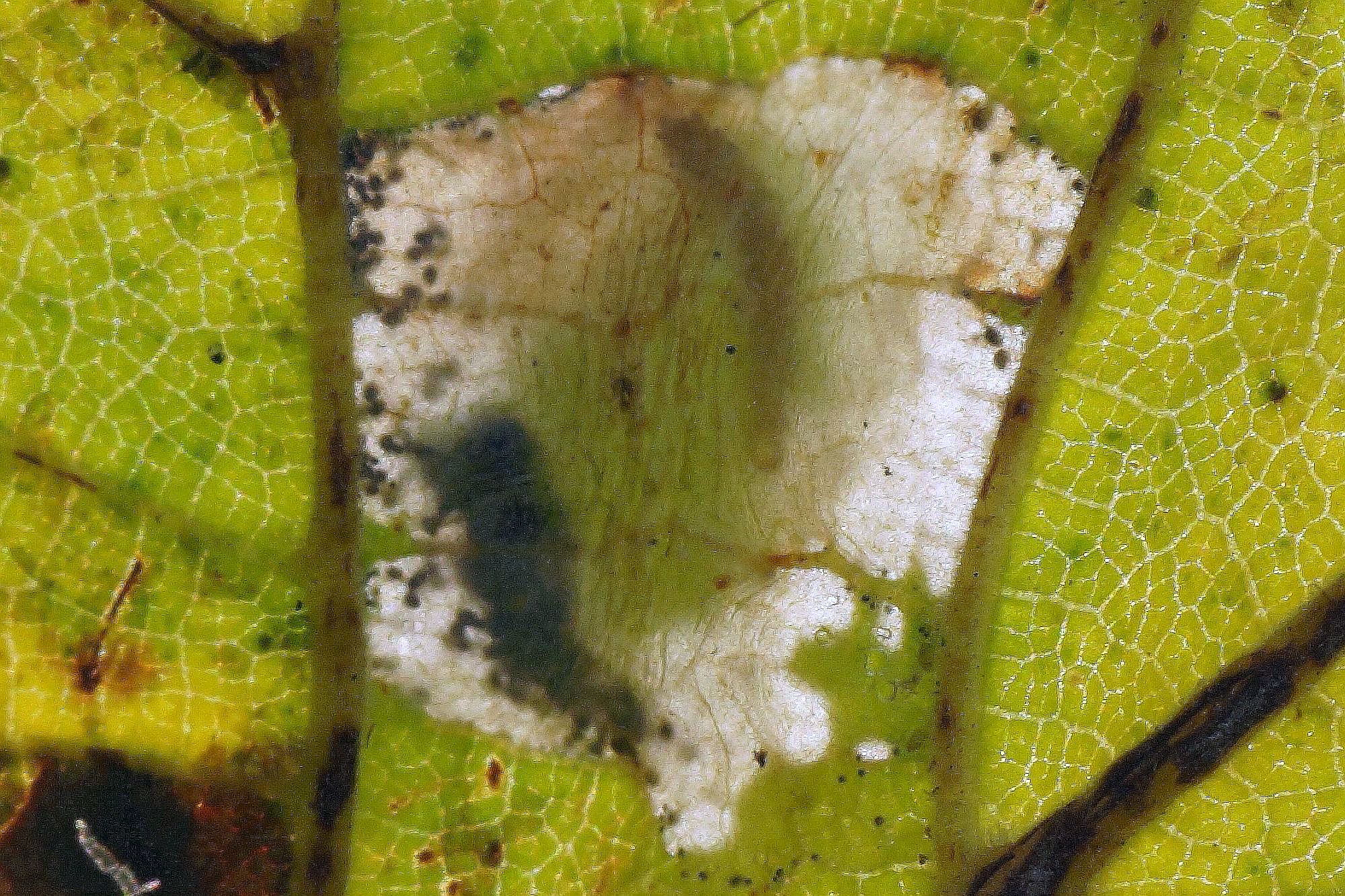 Phyllonorycter nicellii