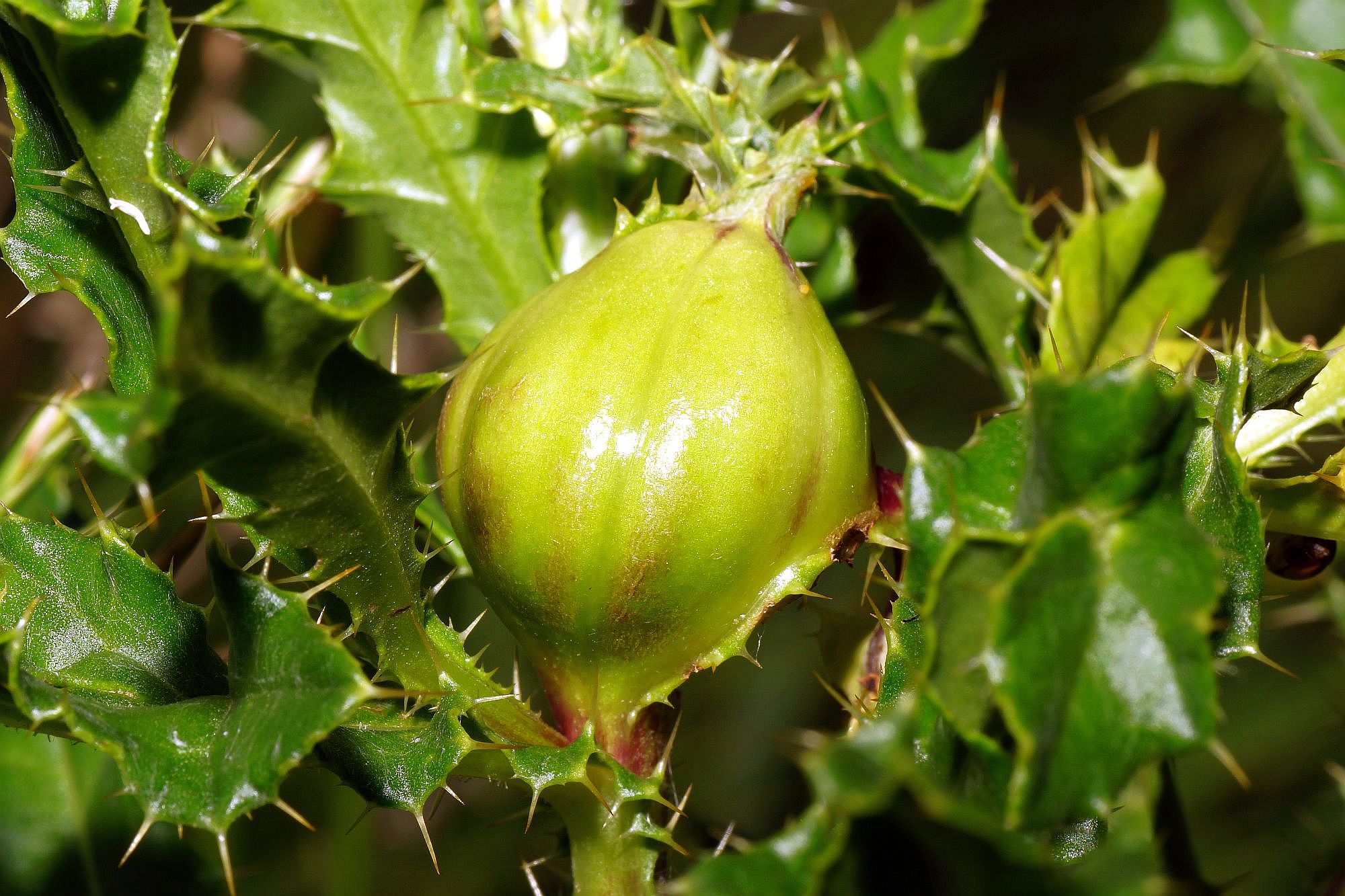 Urophora cardui