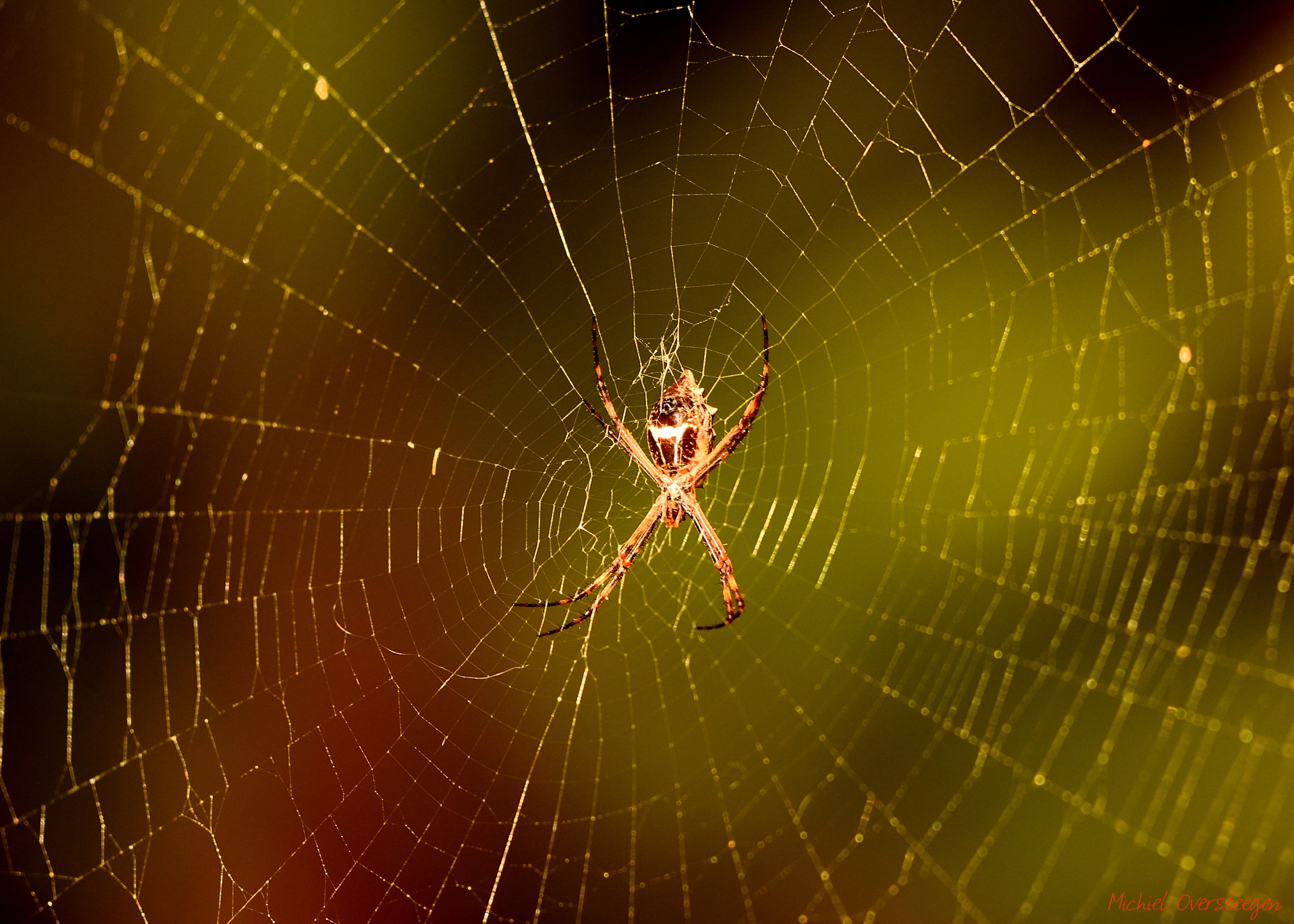Argiope argentata