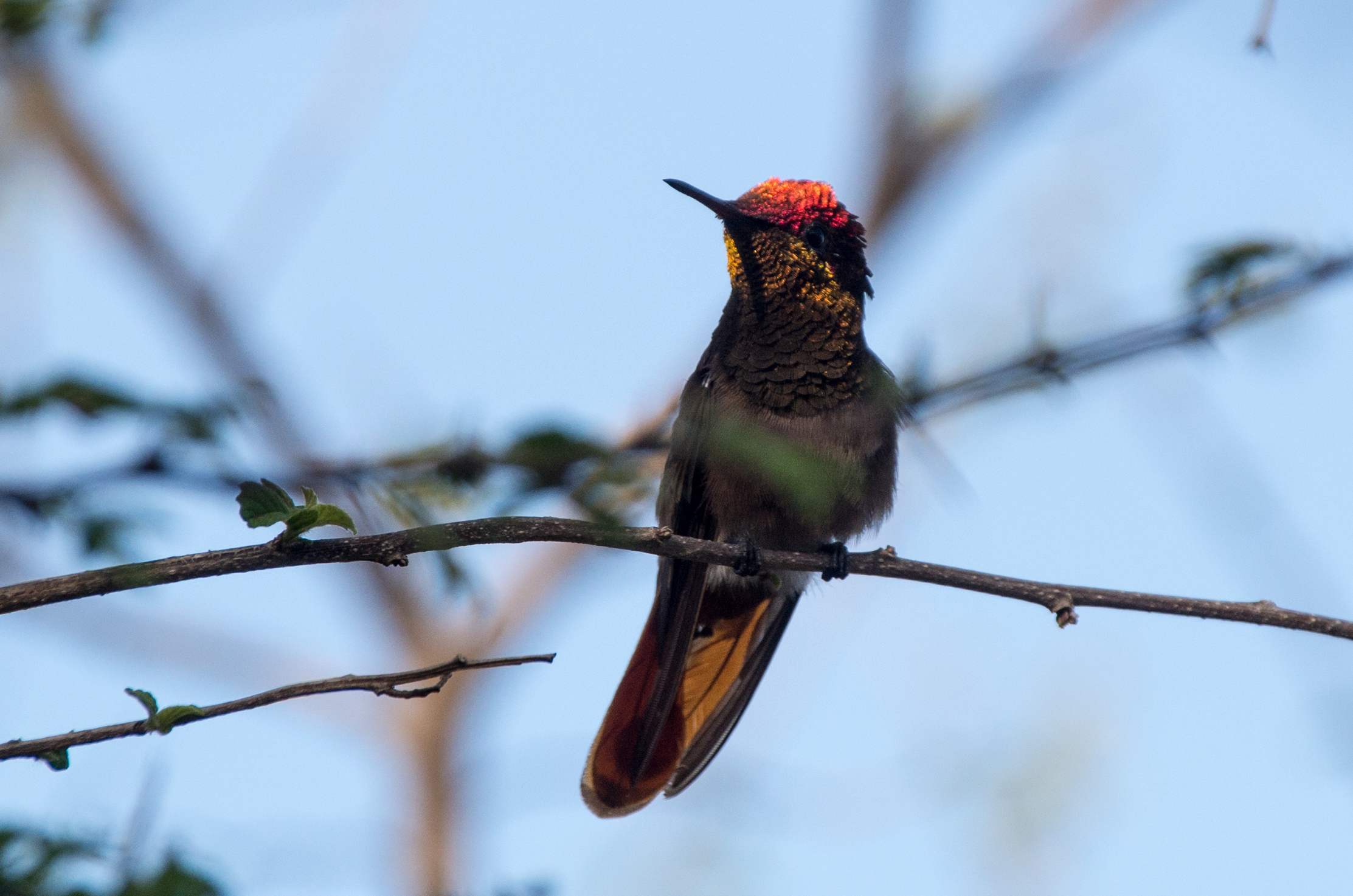 Species photo 43