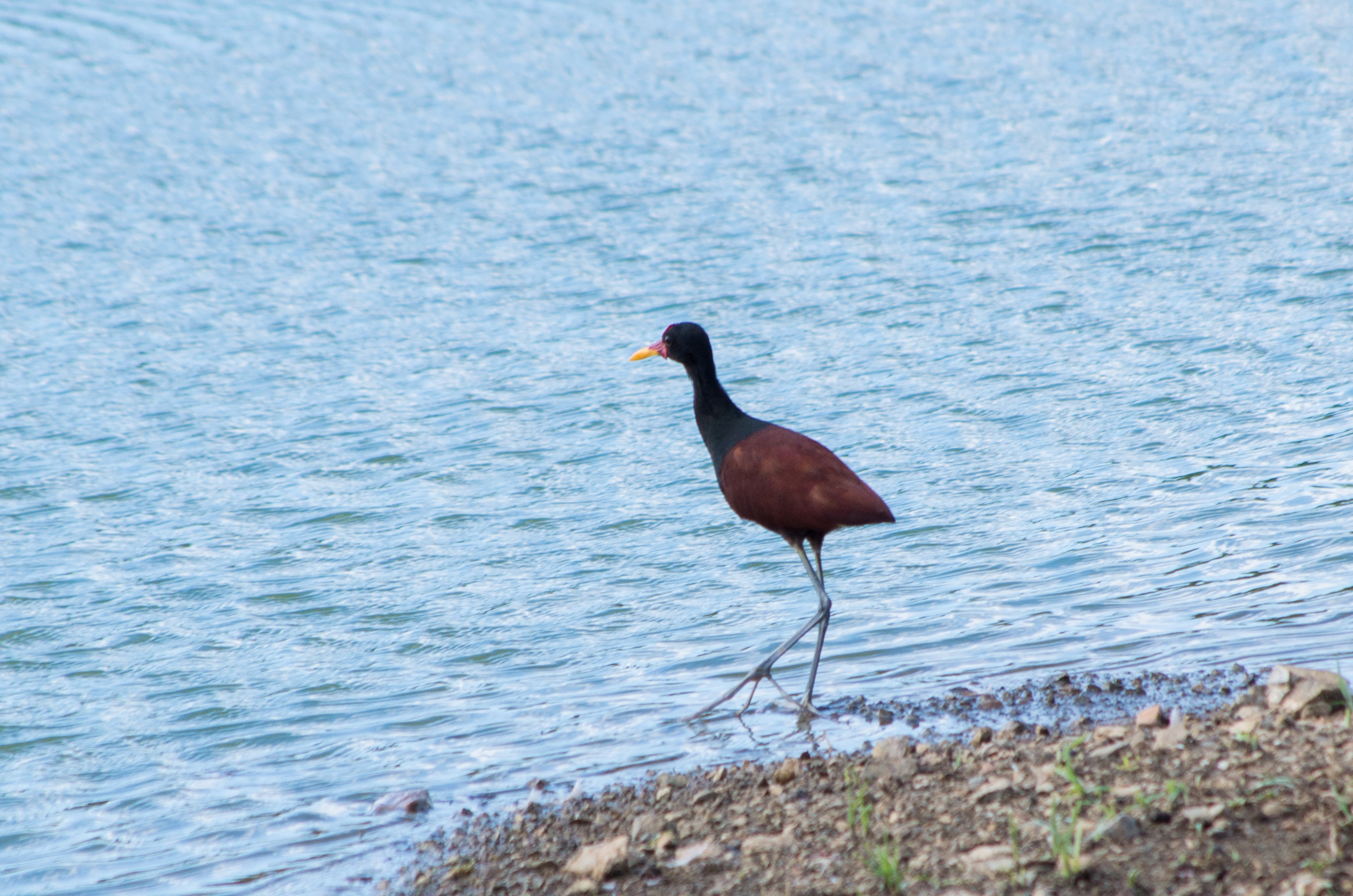 Jacana jacana
