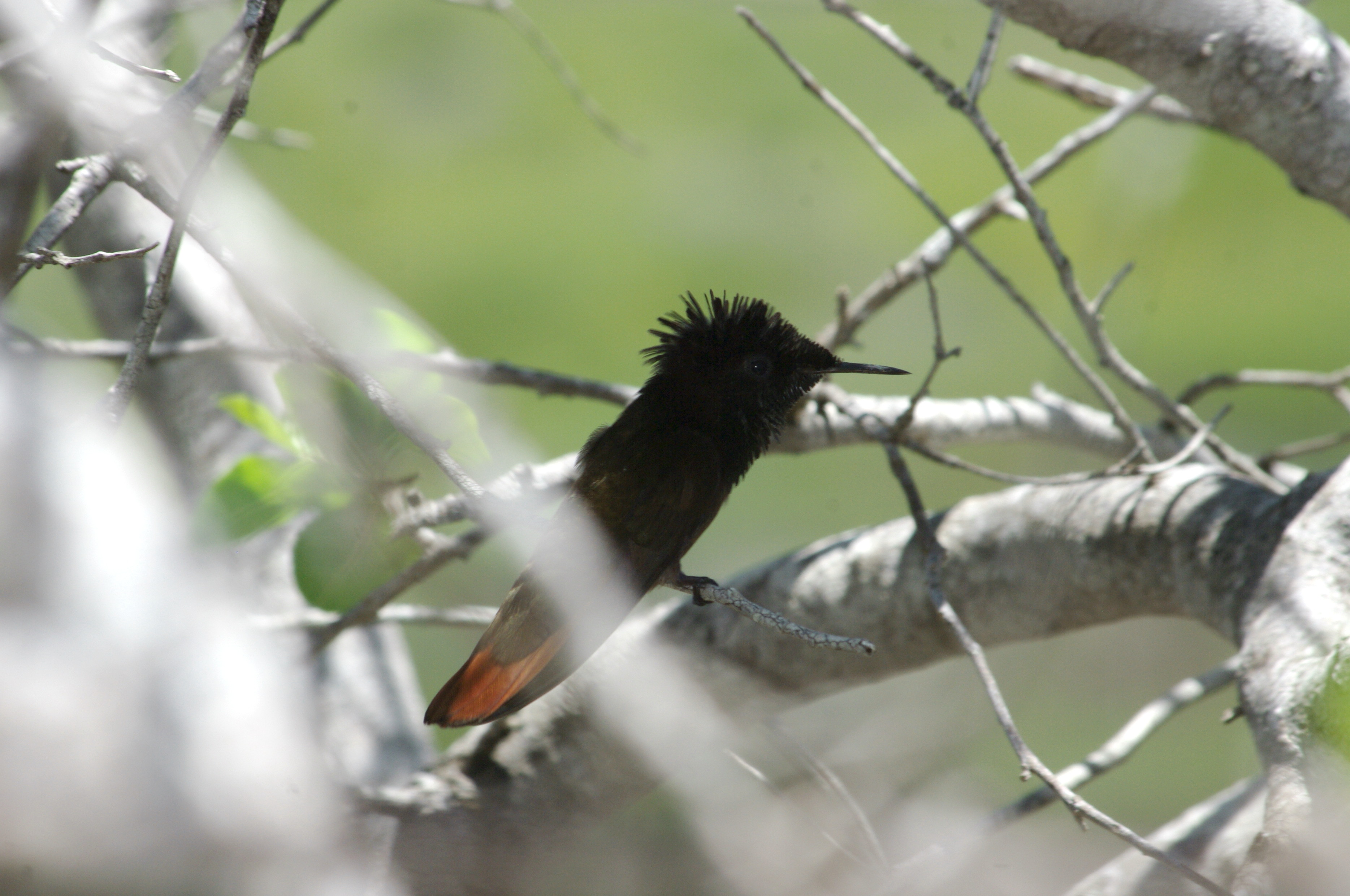 Species photo 26