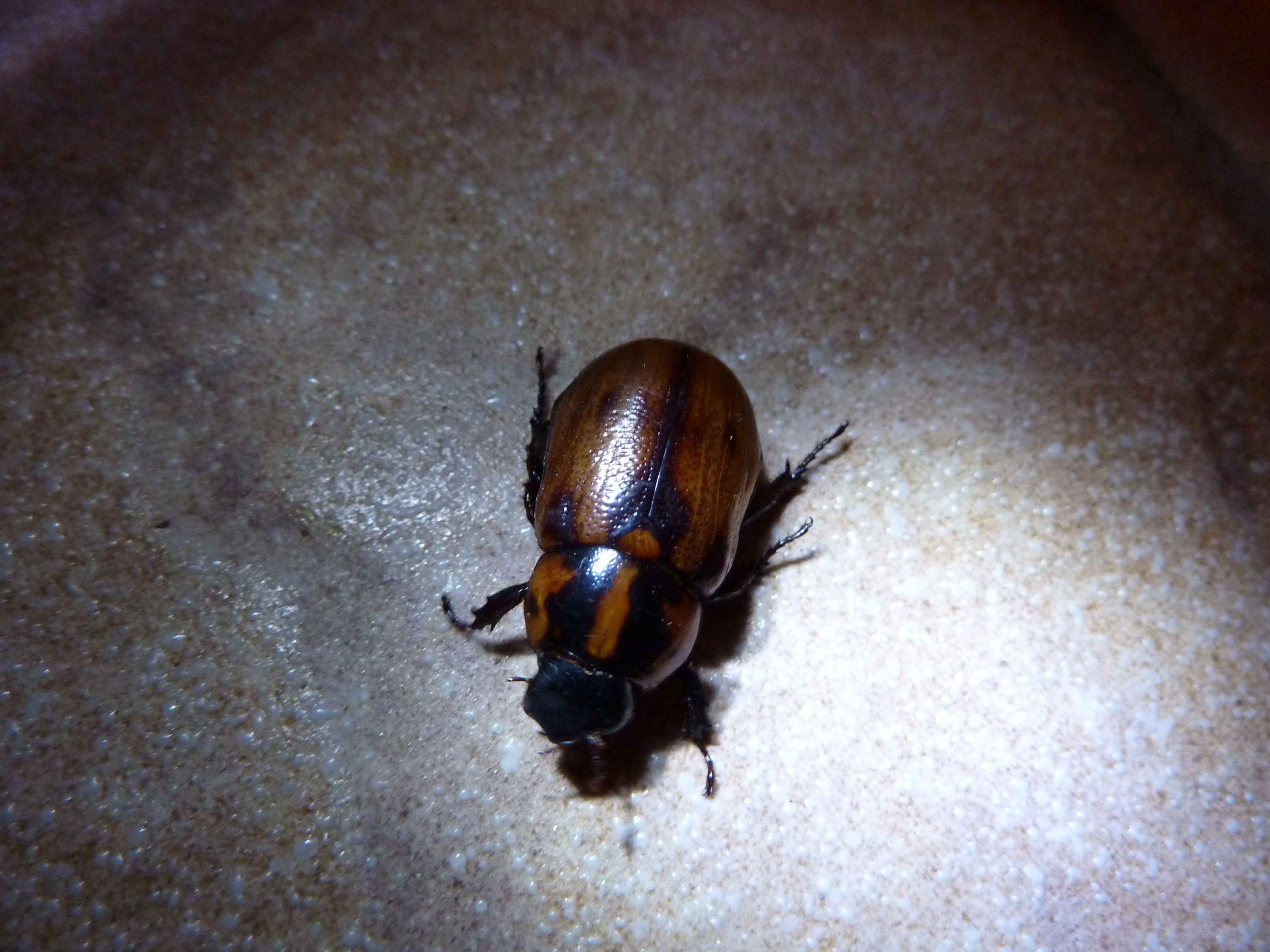 Cyclocephala mafaffa