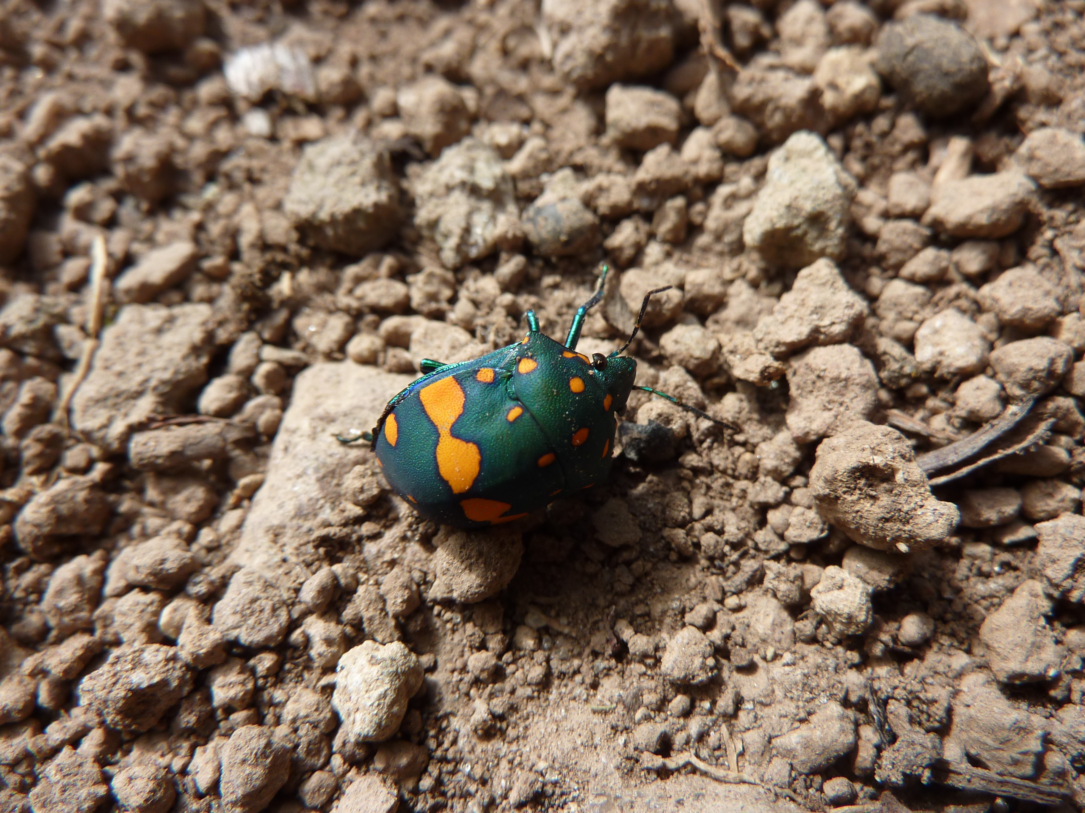 Pachycoris torridus