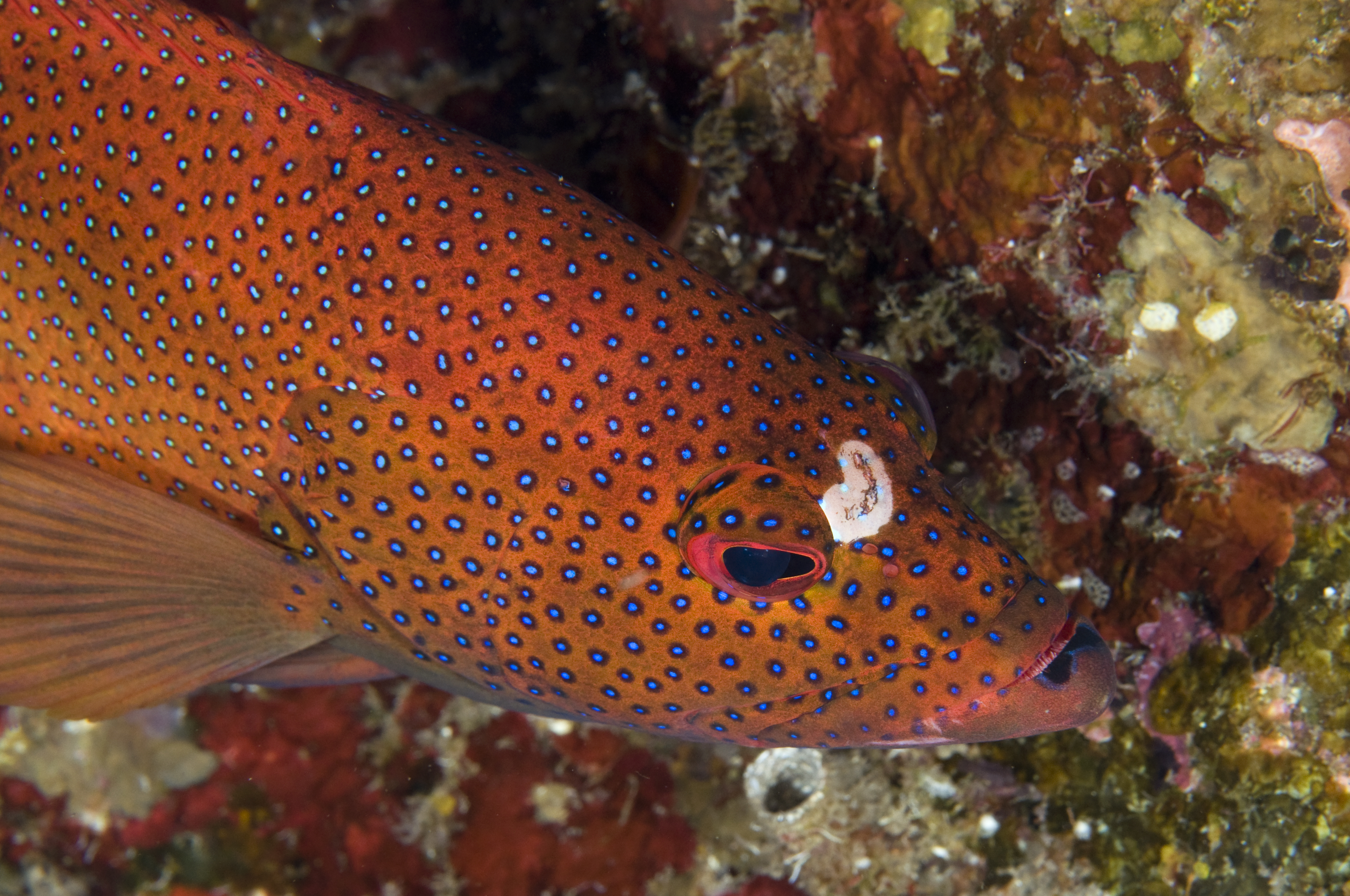 Cephalopholis fulva