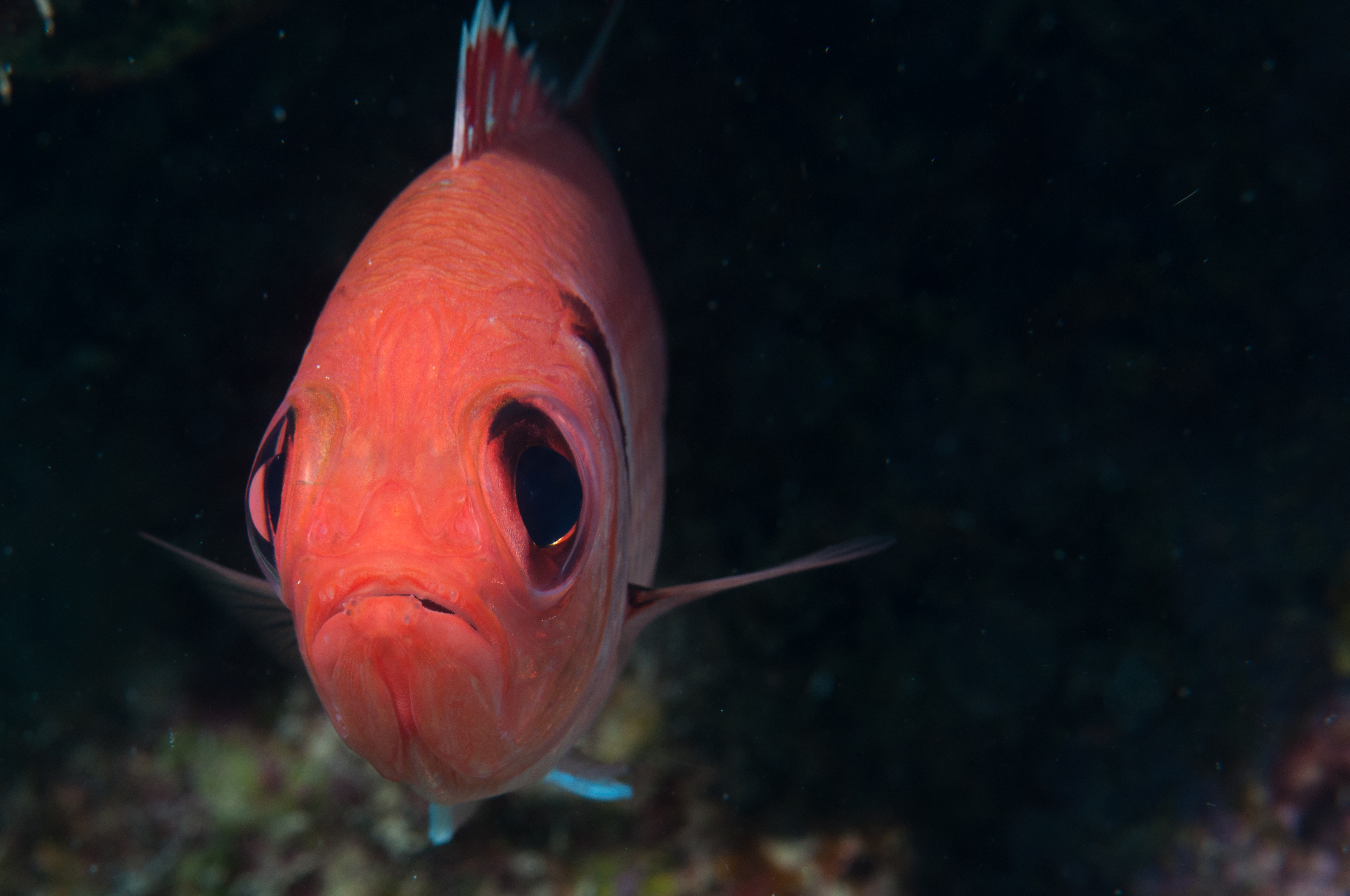 Apogon binotatus