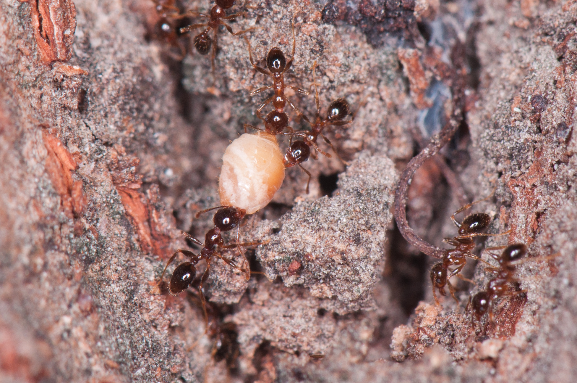 Pheidole megacephala