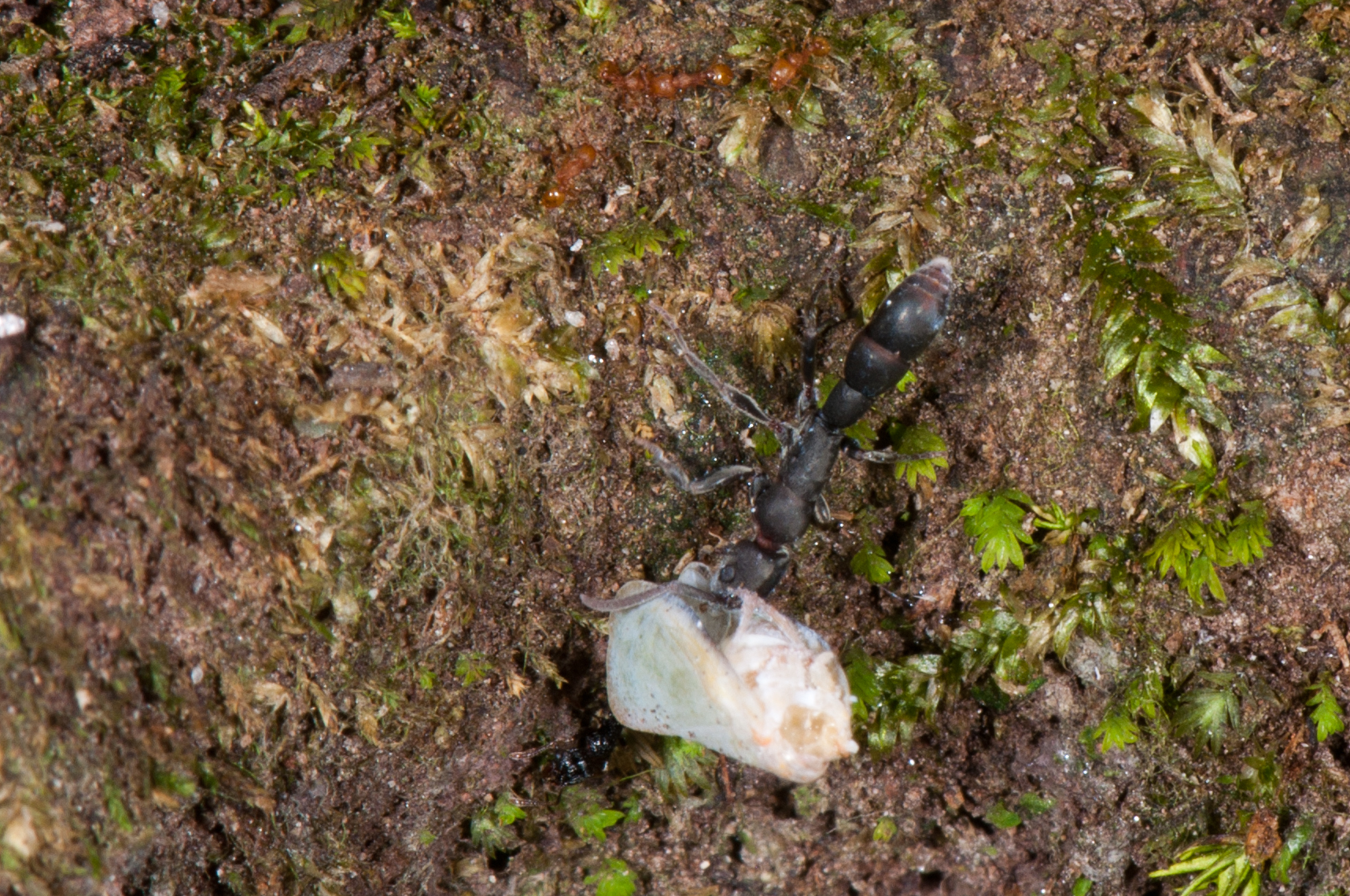 Platythyrea punctata