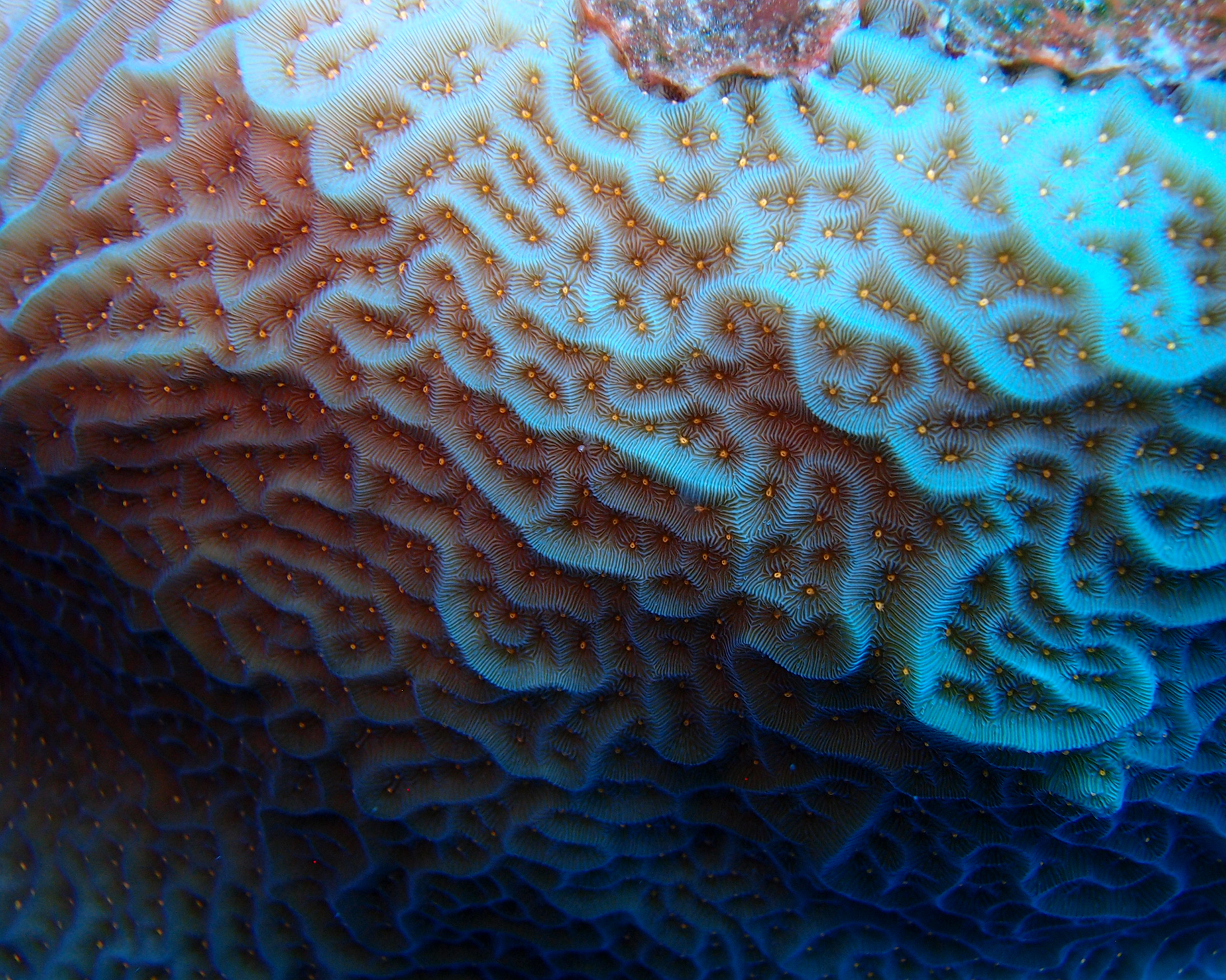 Agaricia agaricites