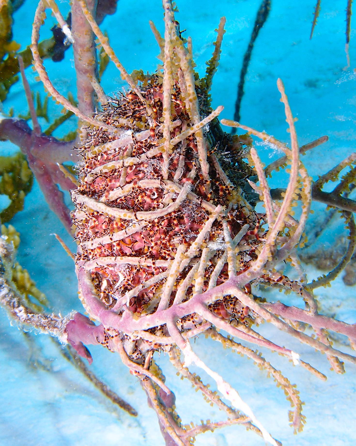 Astrophyton muricatum