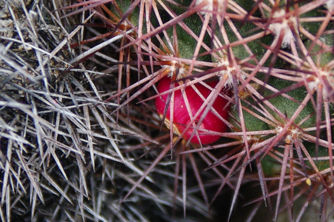 Mammillaria mammillaris