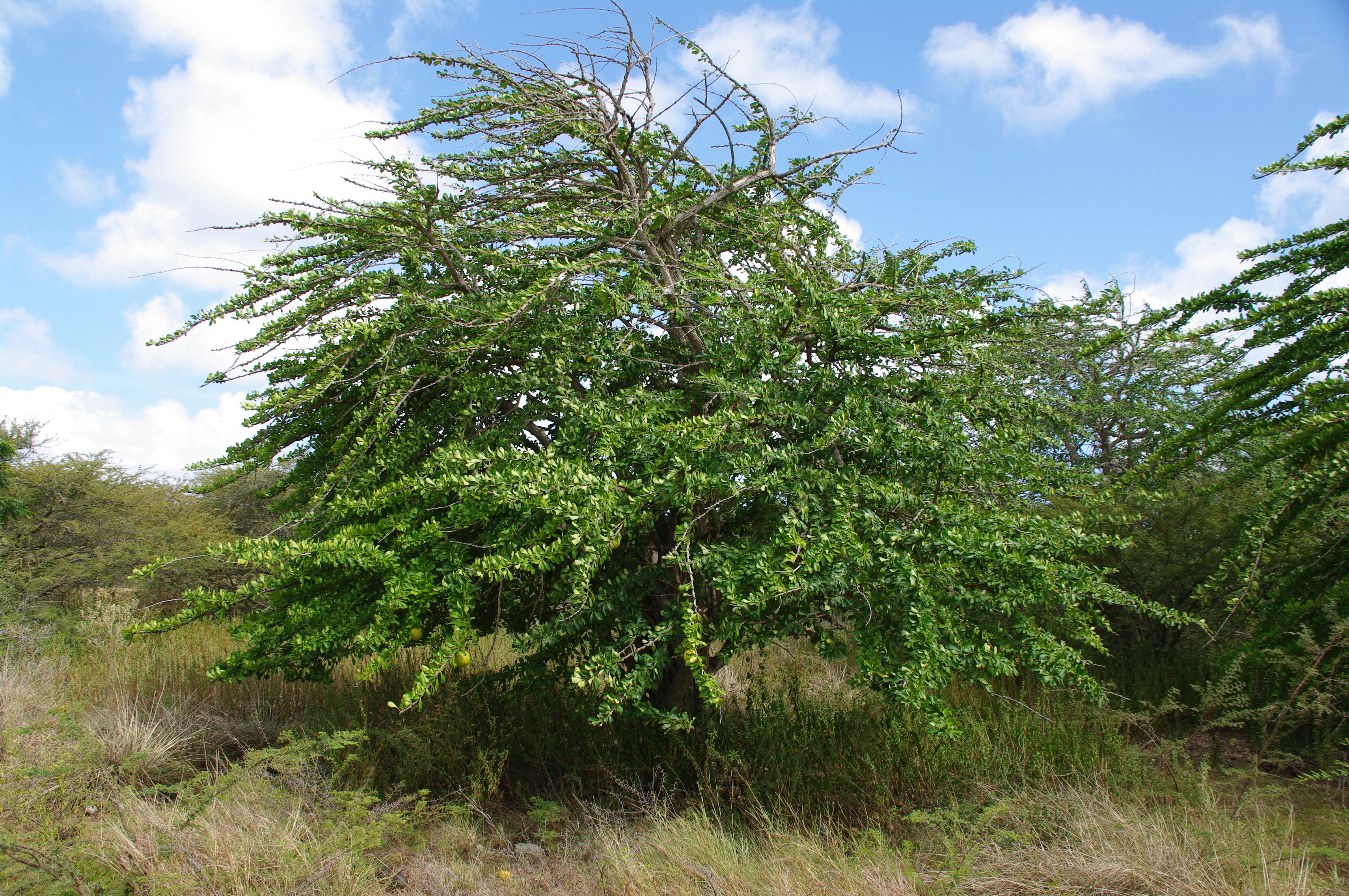 Crescentia cujete