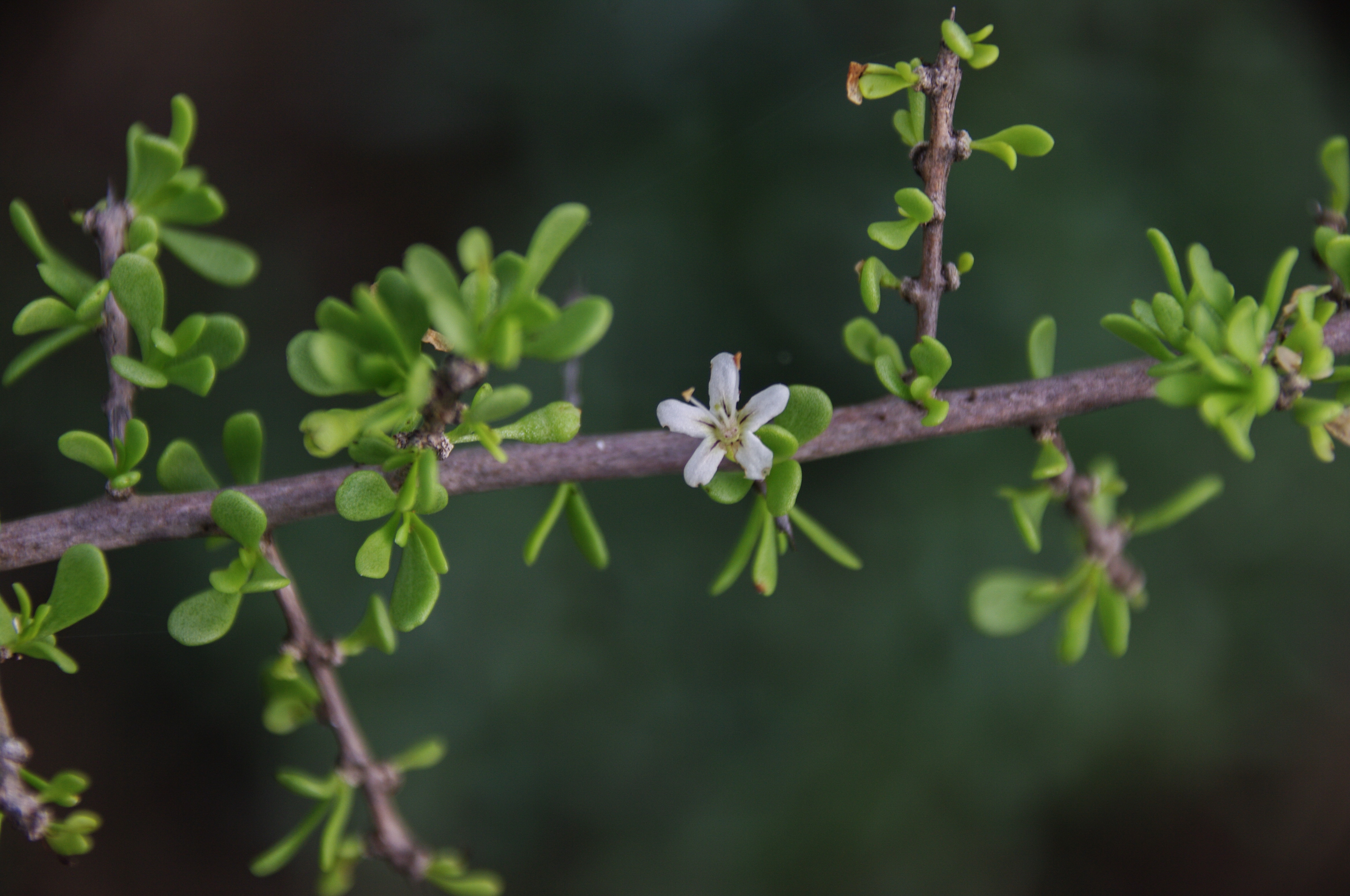 Lycium nodosum