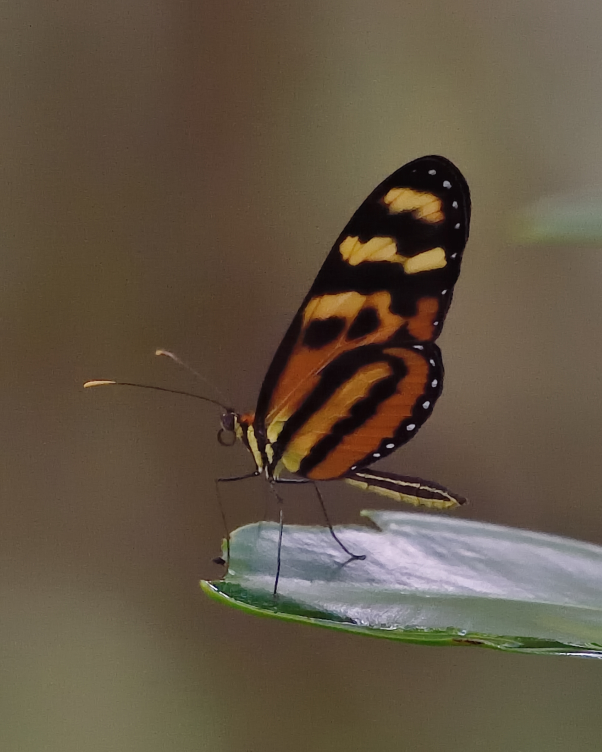 Mechanitis polymnia