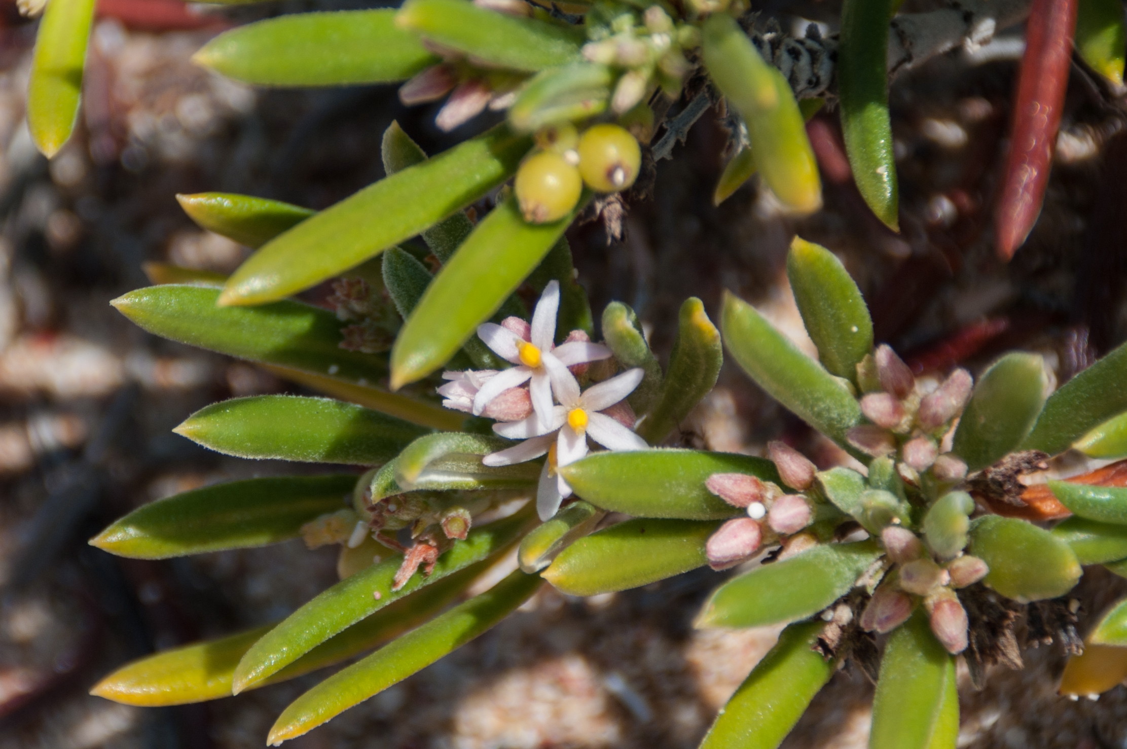 Strumpfia maritima