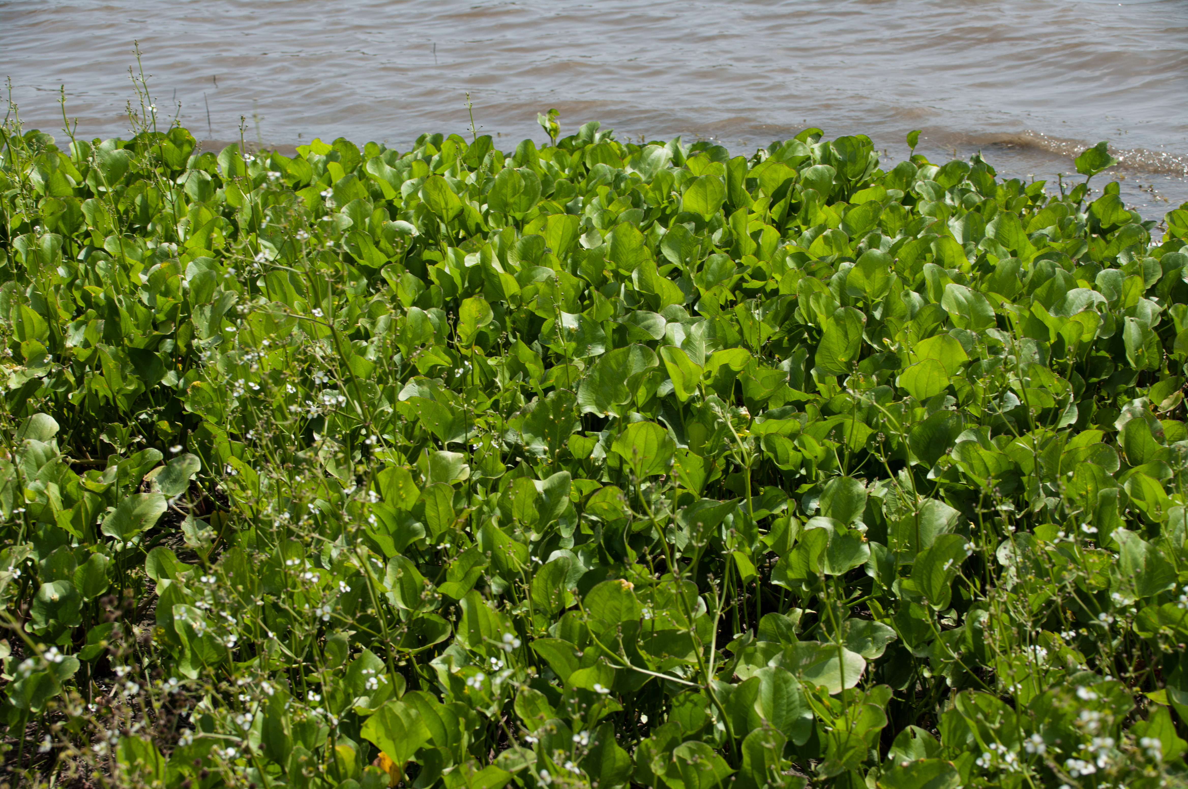 Echinodorus berteroi