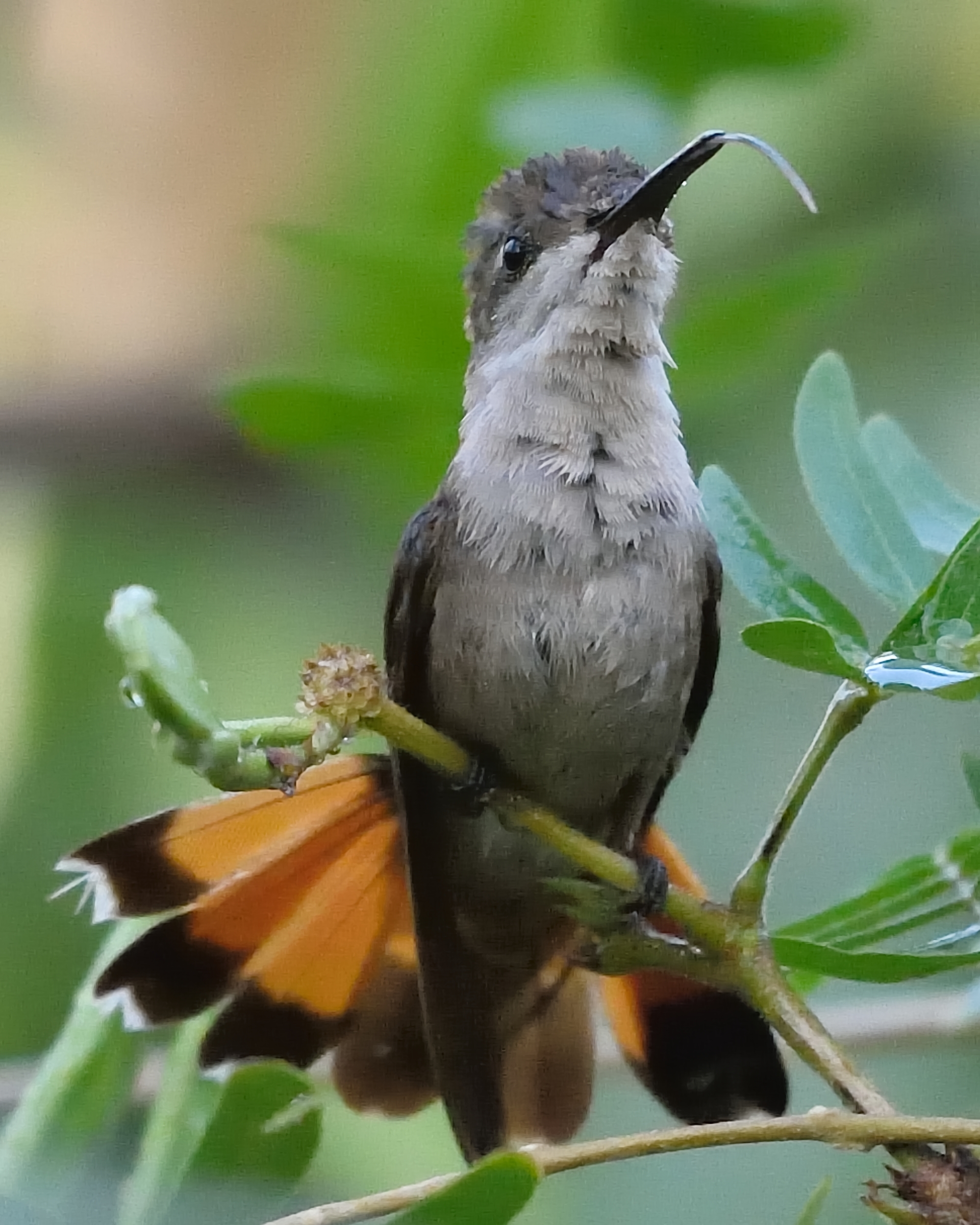 Species photo 28