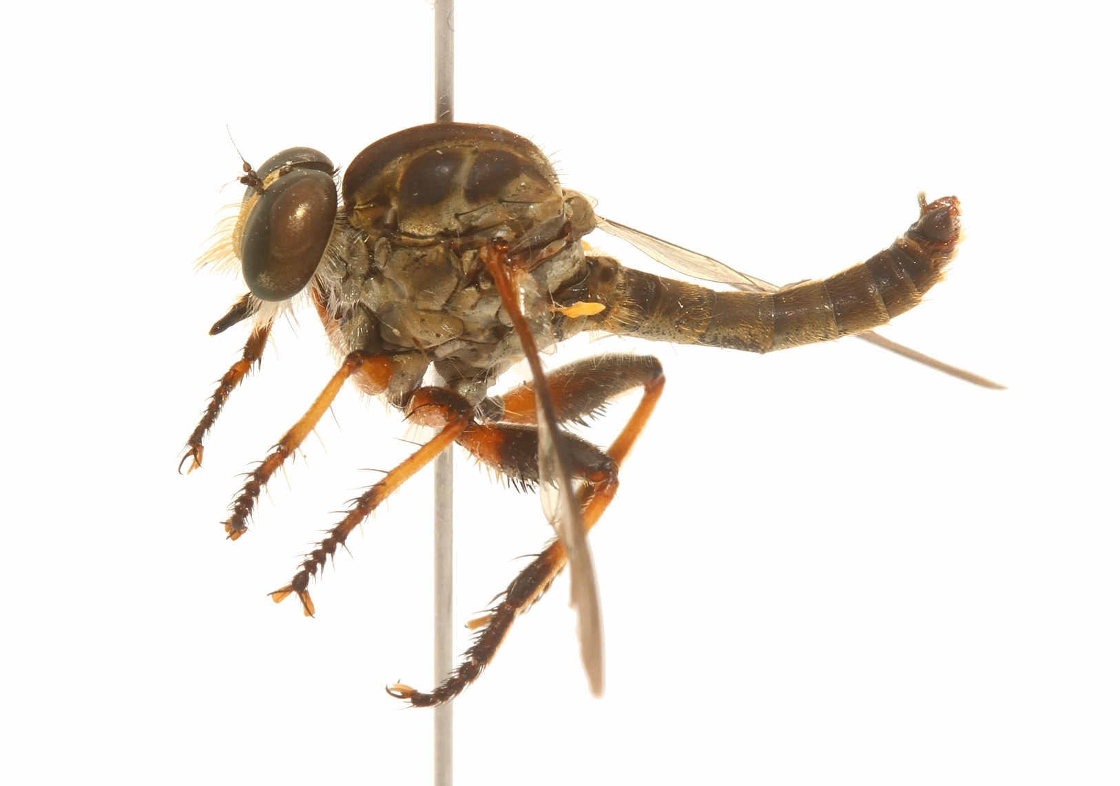 Ommatius prolongatus