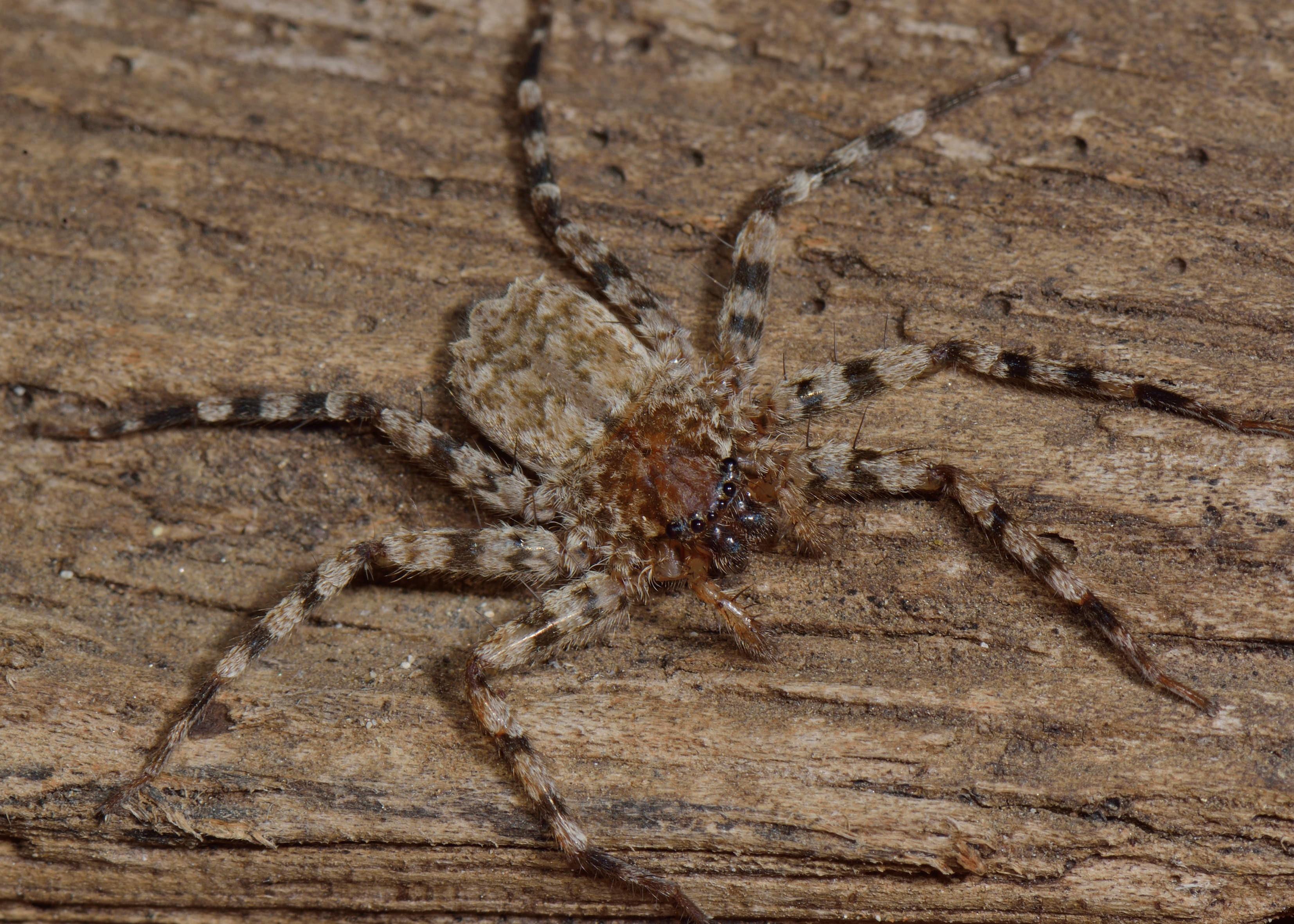 Selenops arikok