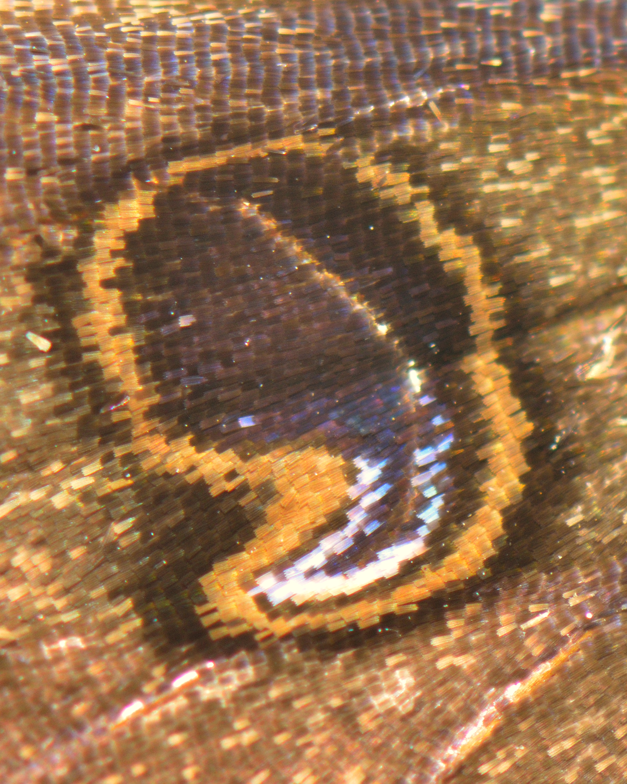 Ascalapha odorata