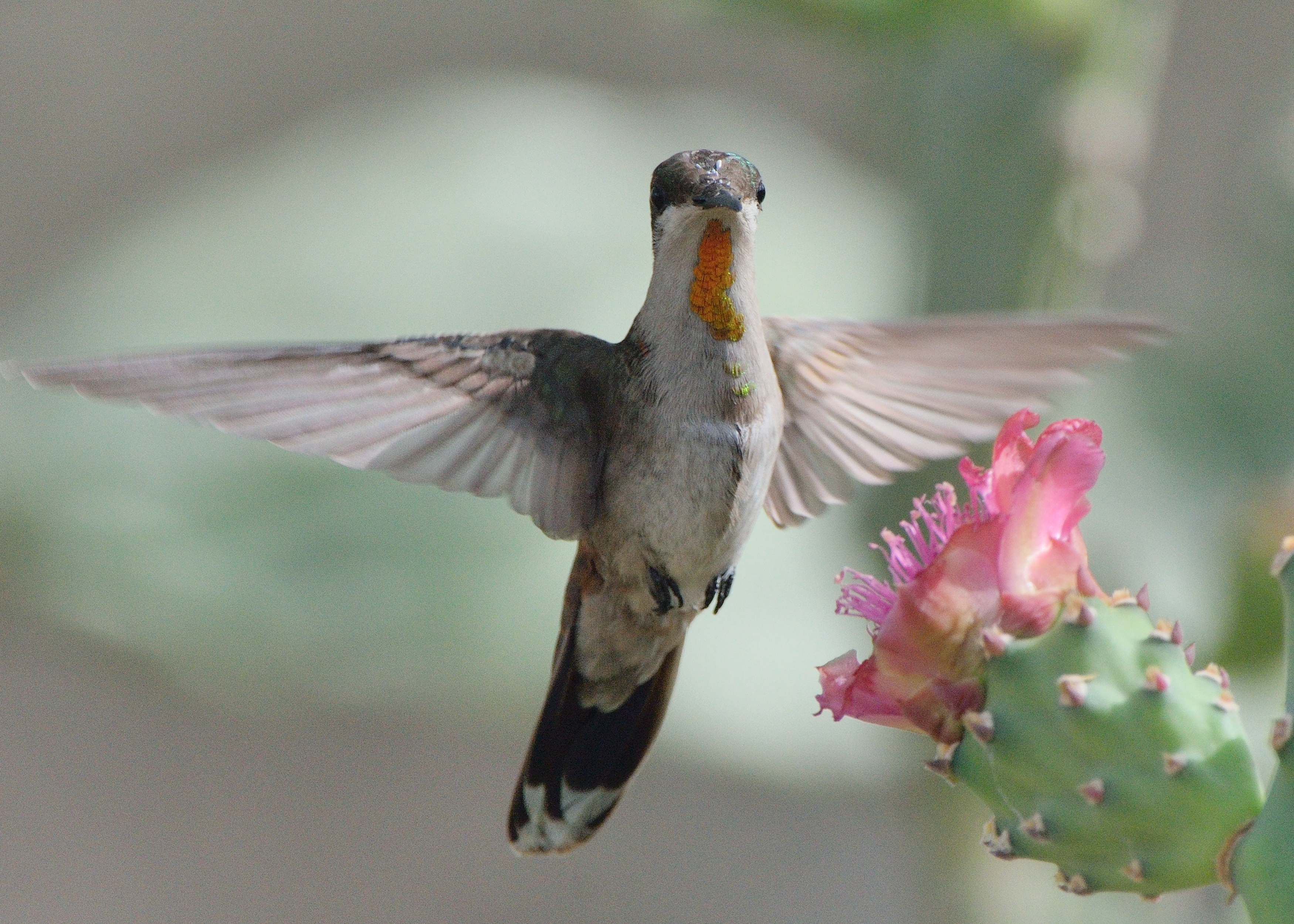 Species photo 7