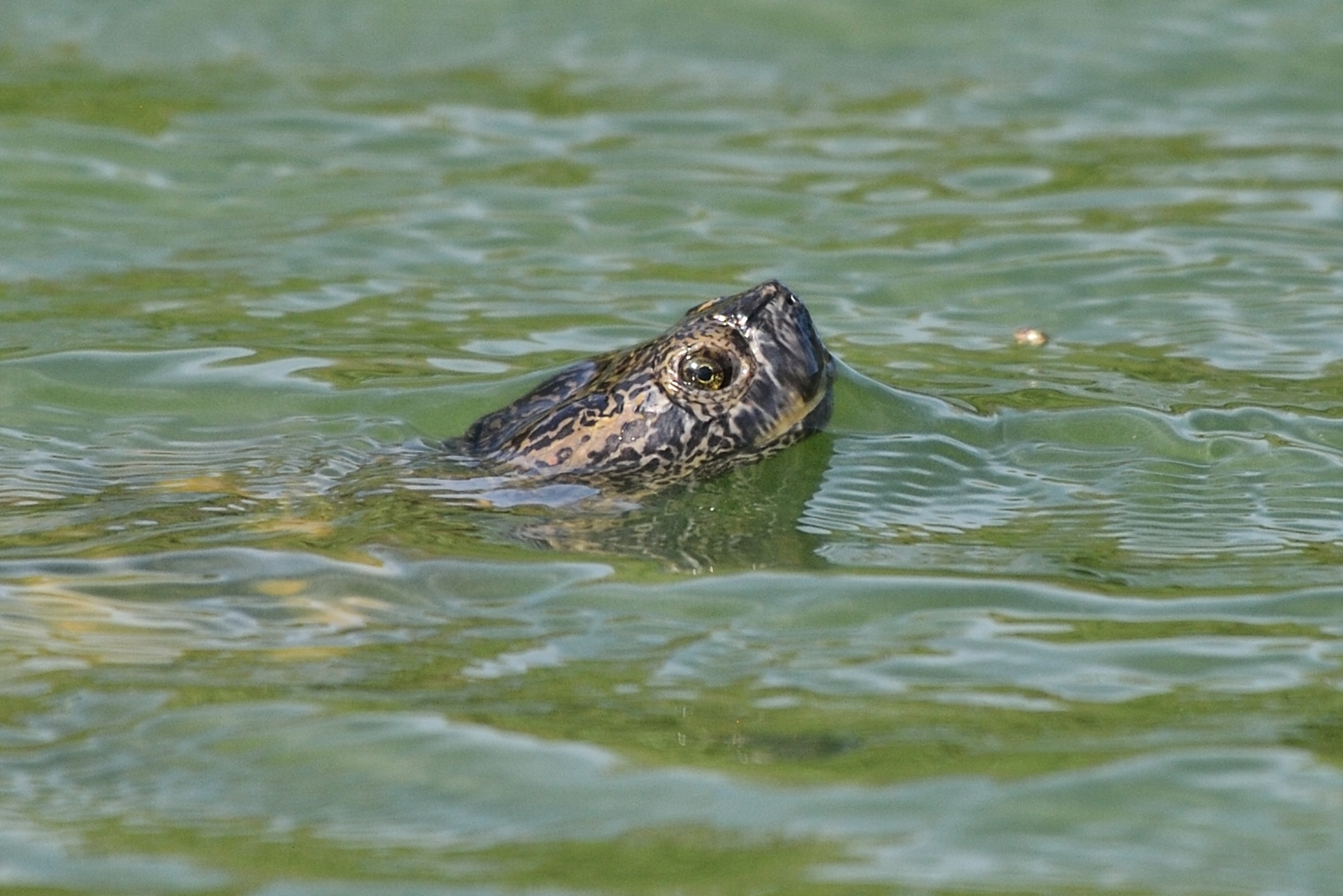 Pseudemys floridana