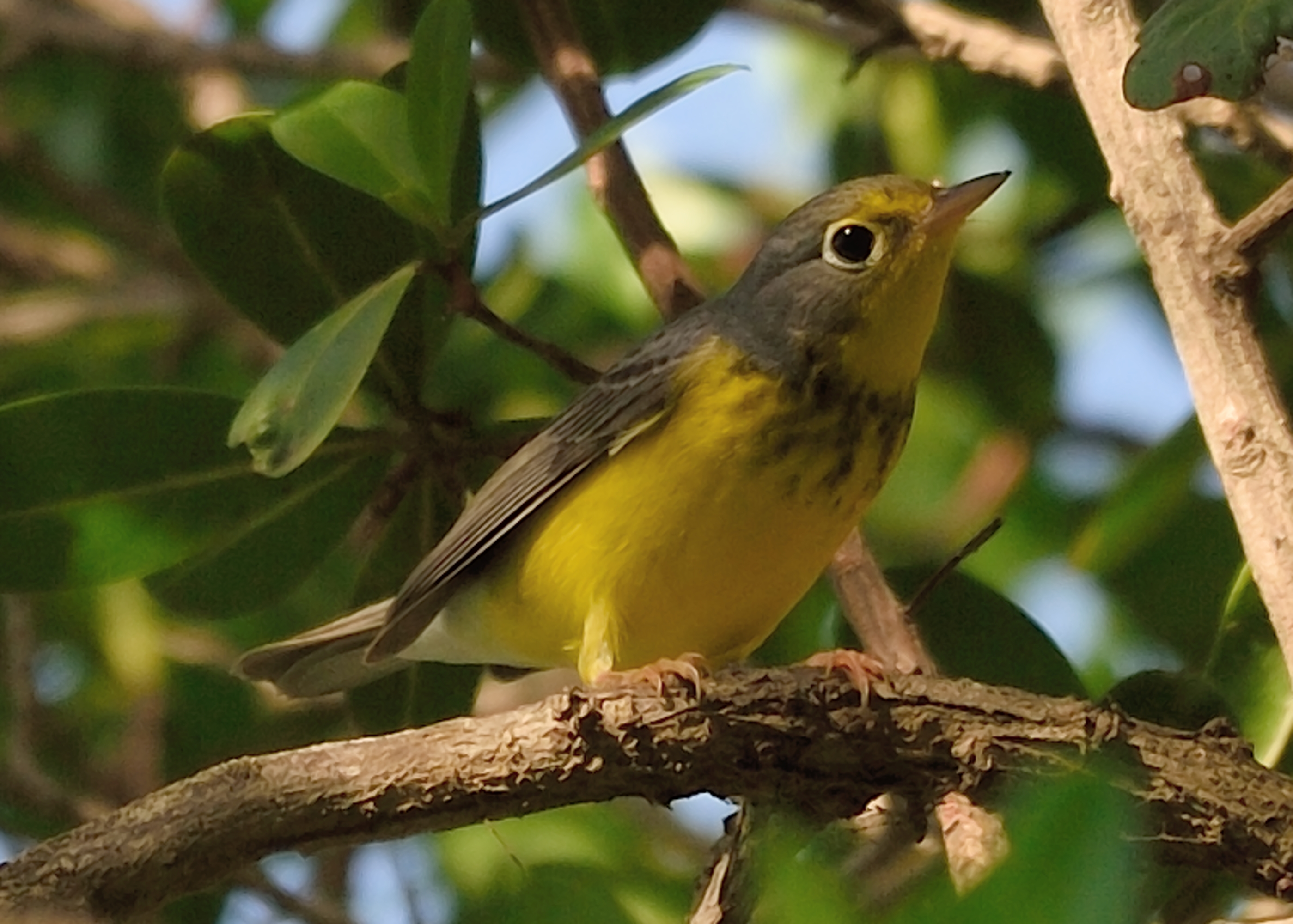 Cardellina canadensis