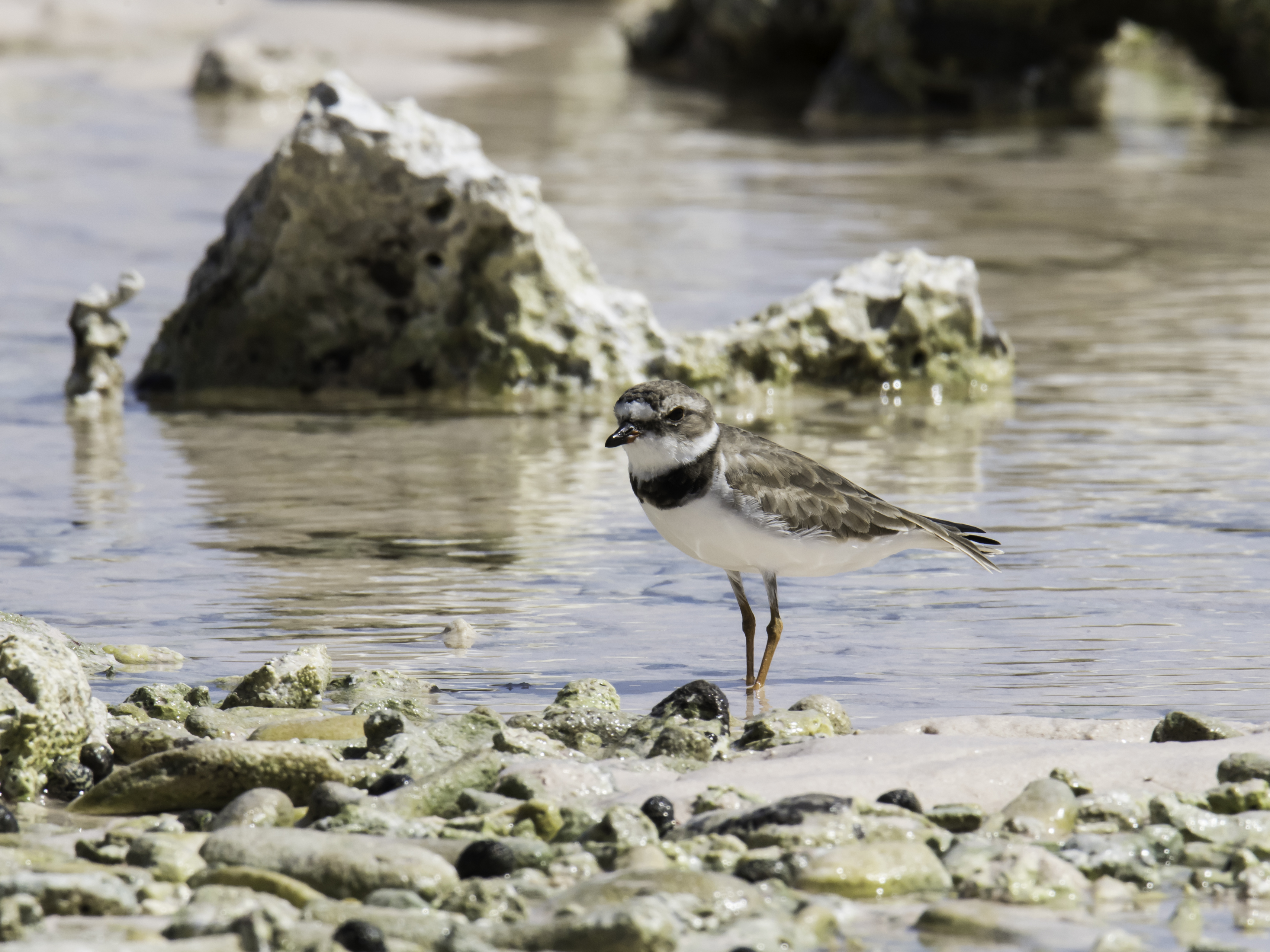 Species photo 7