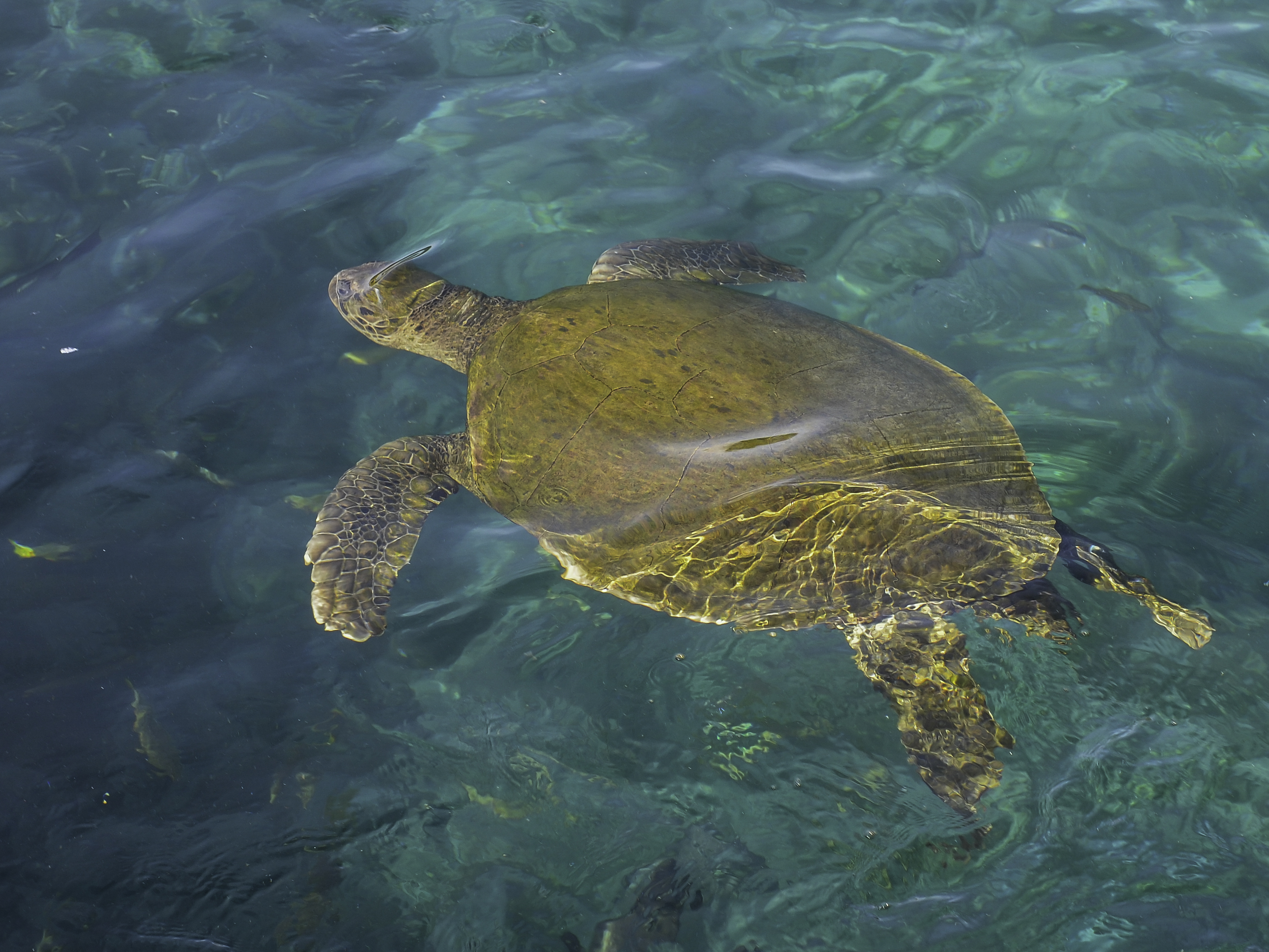 Loggerhead Turtle