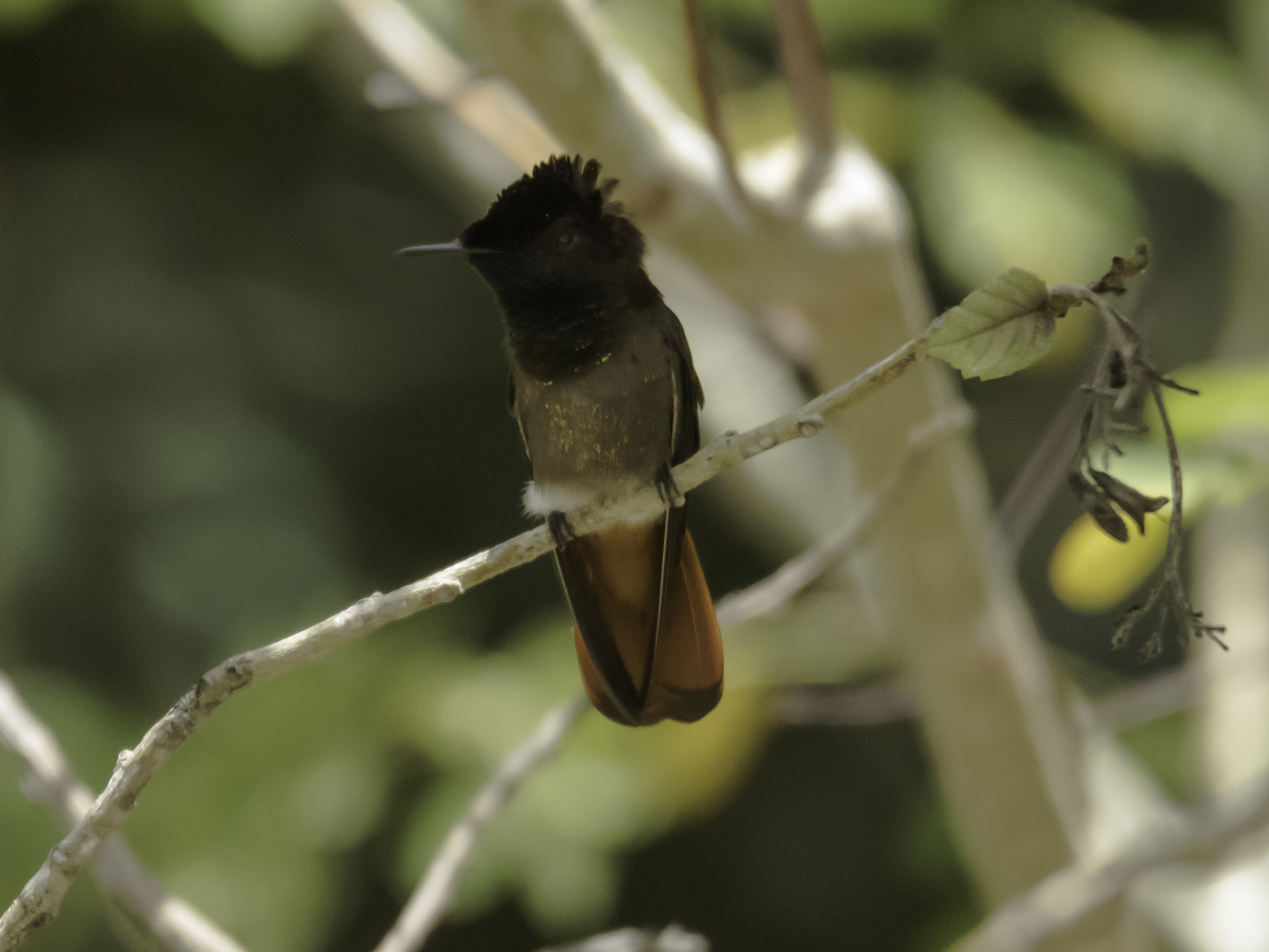 Species photo 10