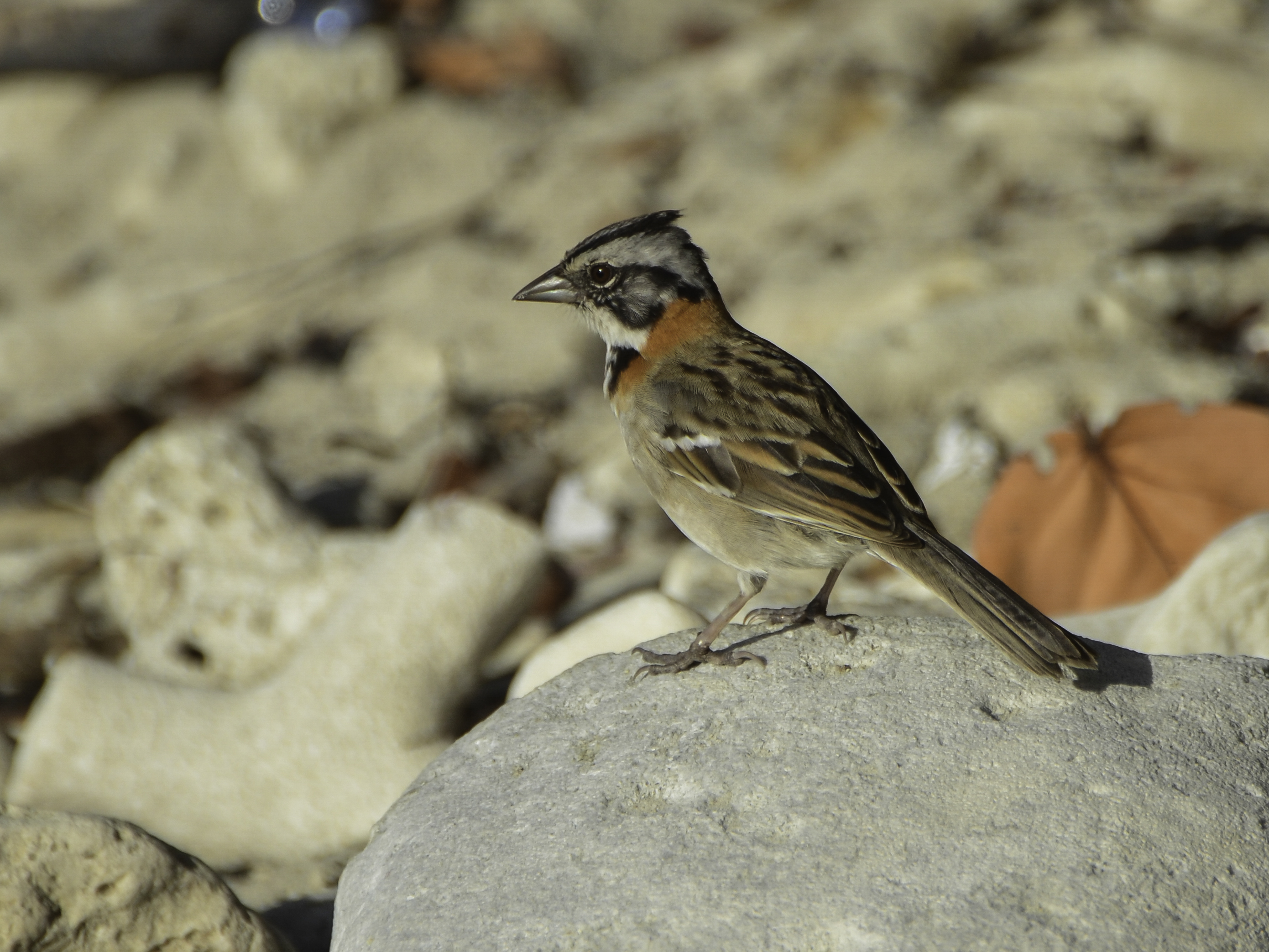 Zonotrichia capensis