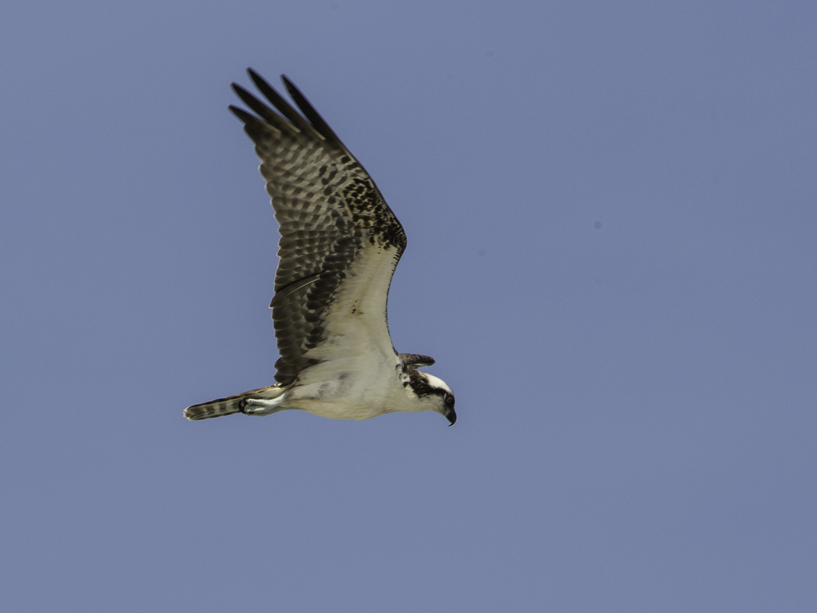Species photo 7