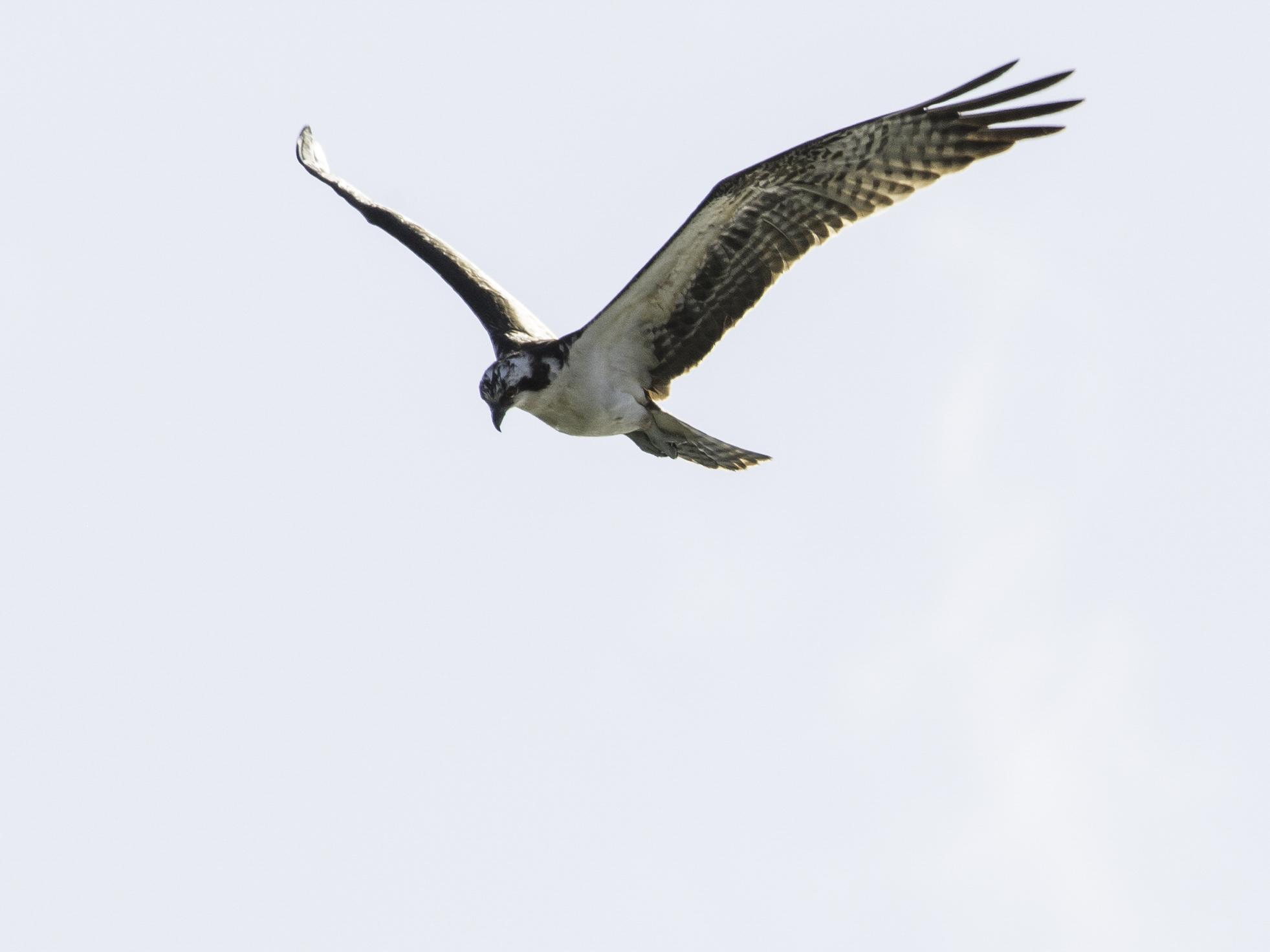 Species photo 20