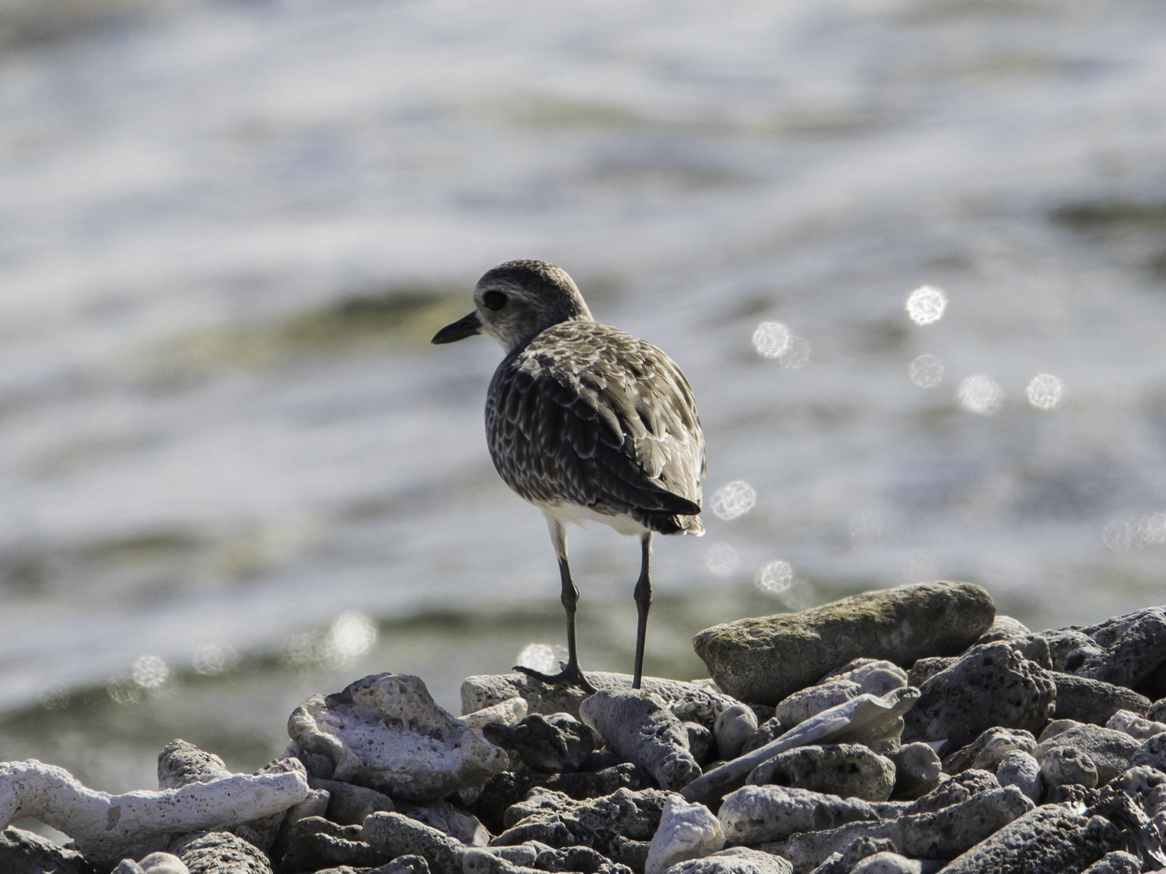 Species photo 7