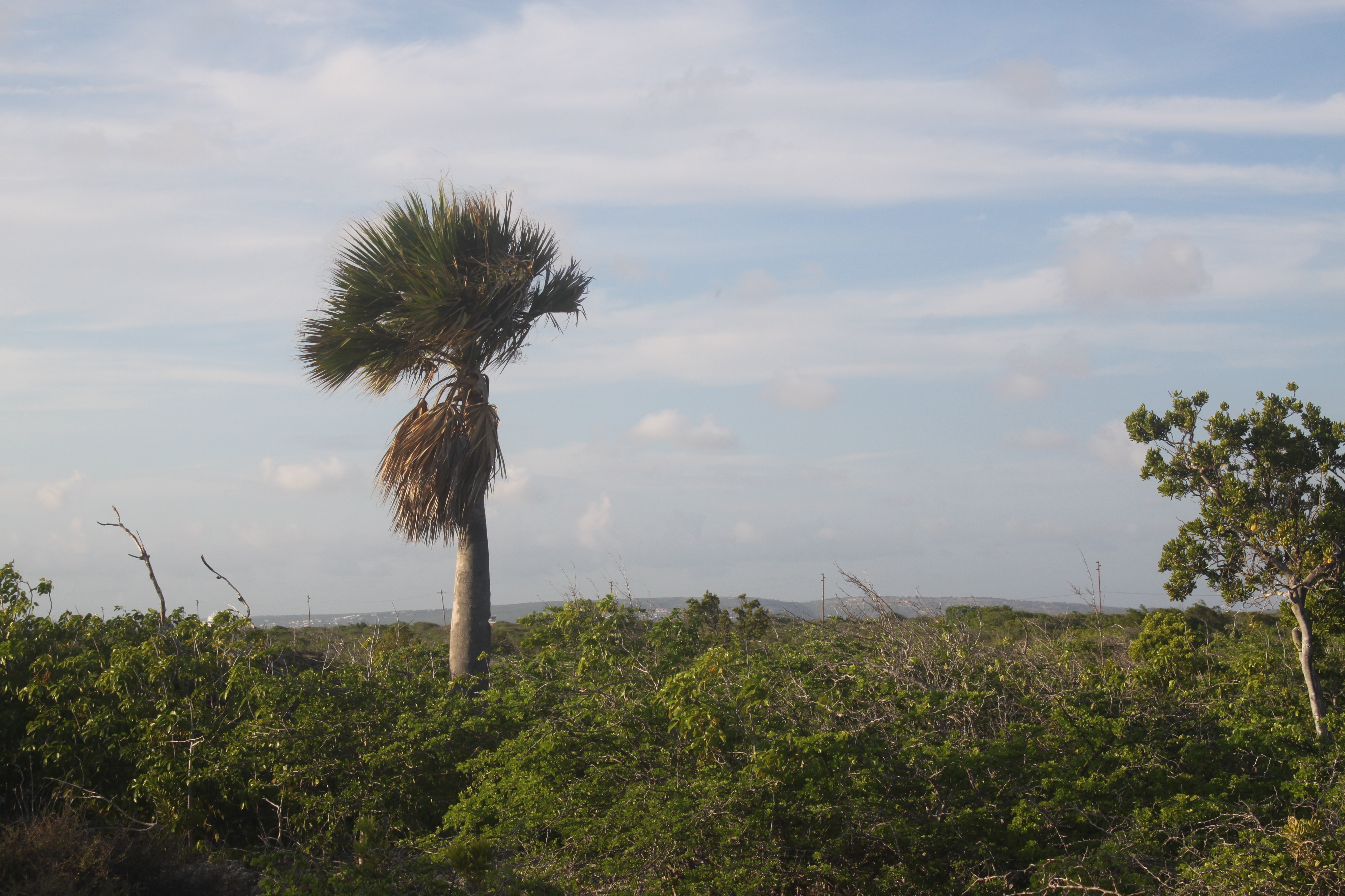 Sabal lougheediana