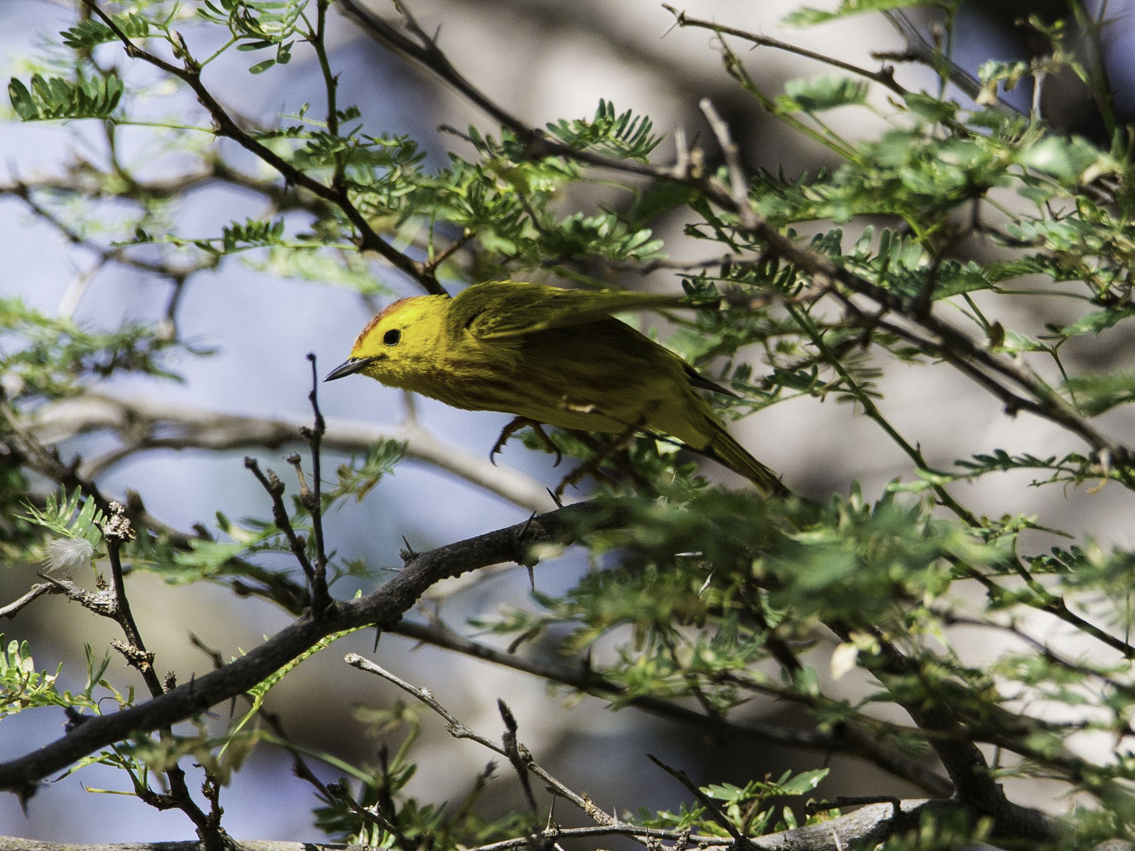 Setophaga petechia
