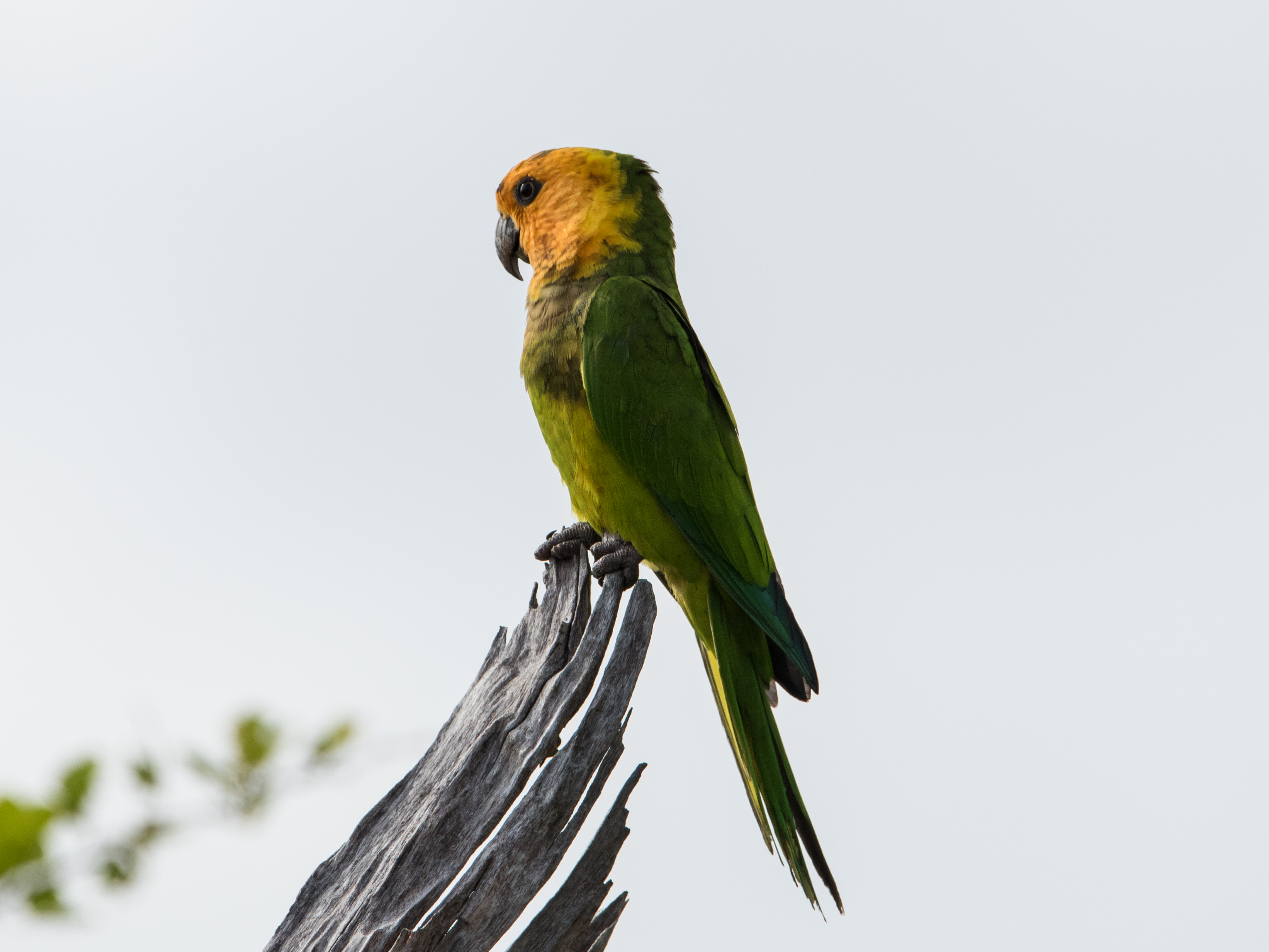 Eupsittula pertinax