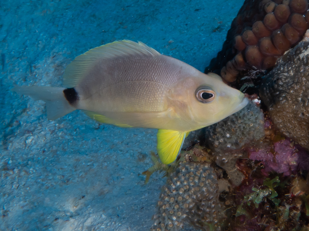 Hypoplectrus unicolor