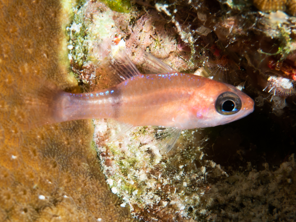 Apogon planifrons