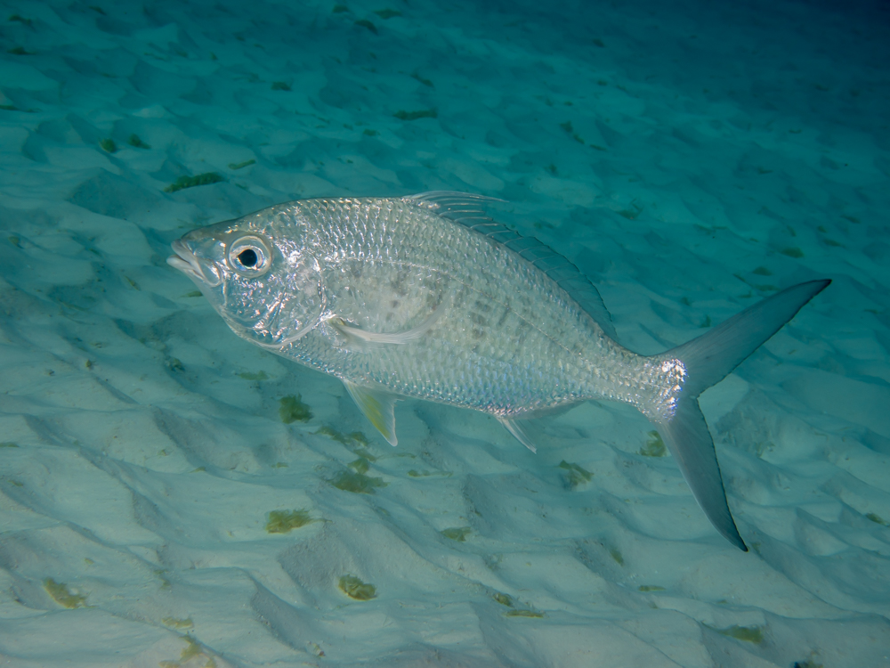 Gerres cinereus