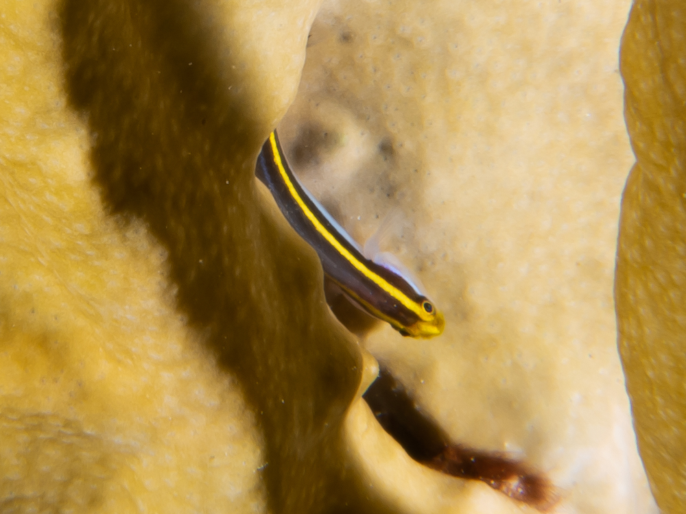 Elacatinus randalli