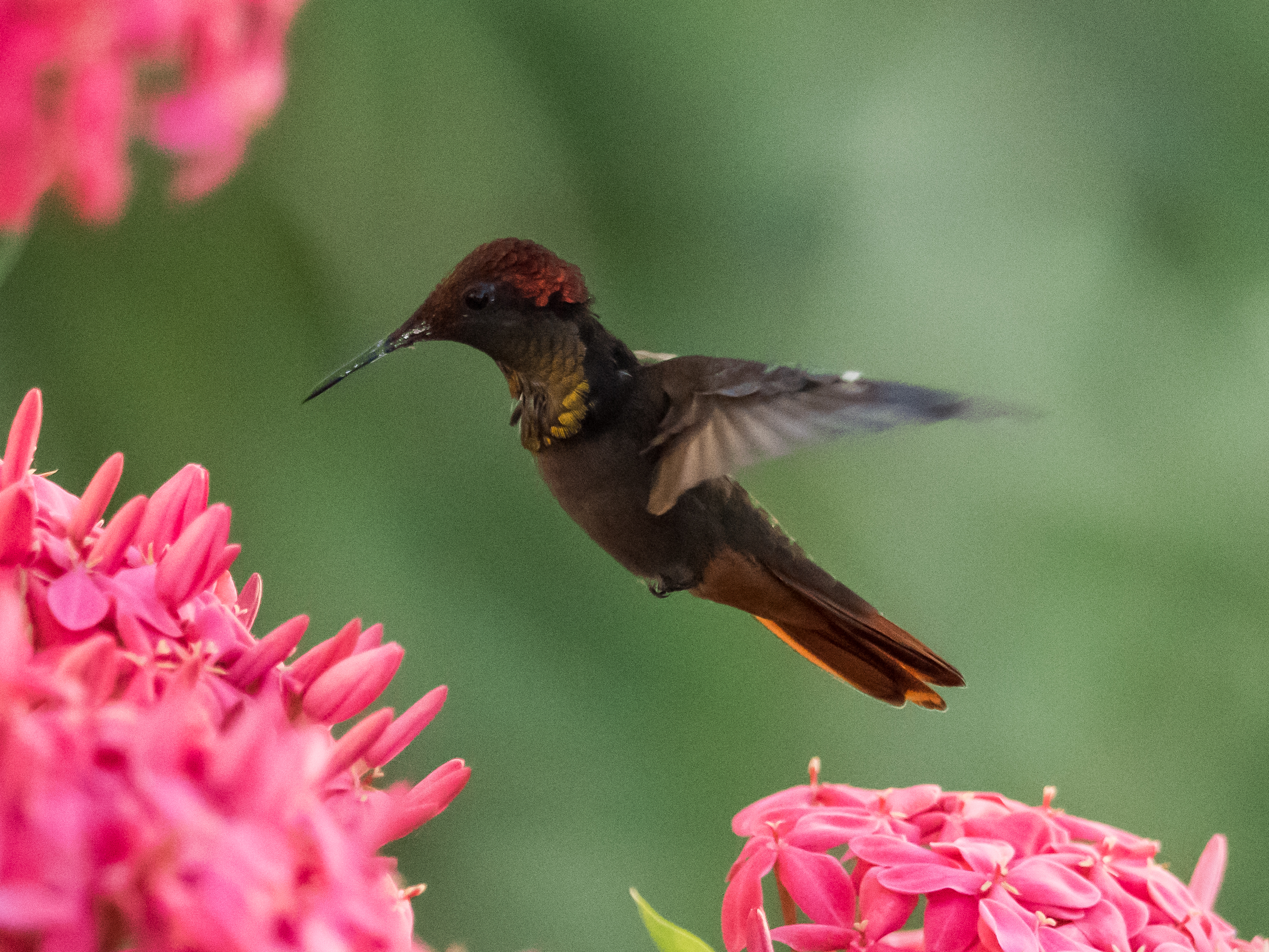 Species photo 40