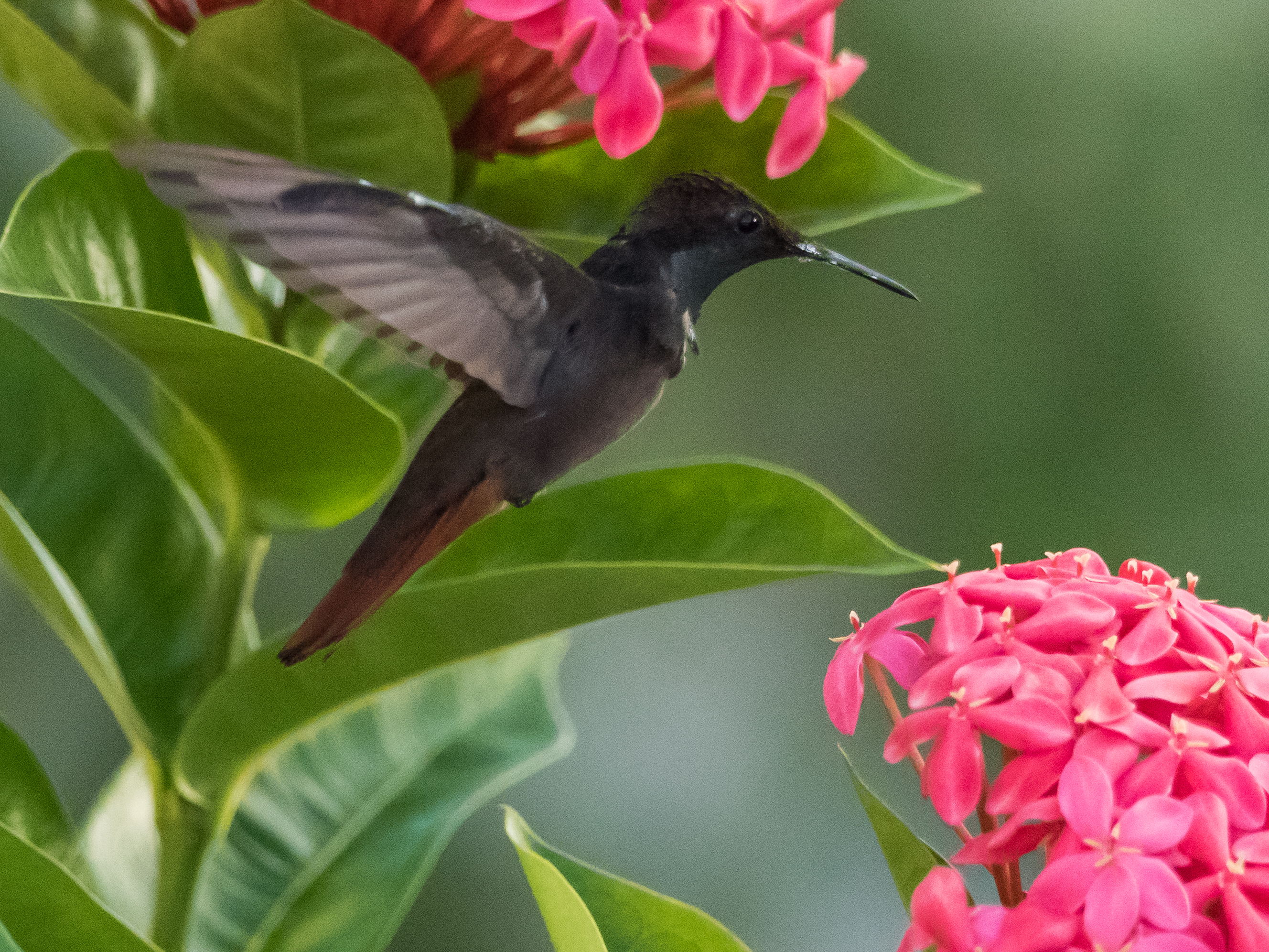 Species photo 44