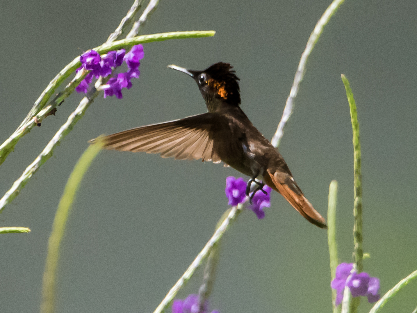 Species photo 21