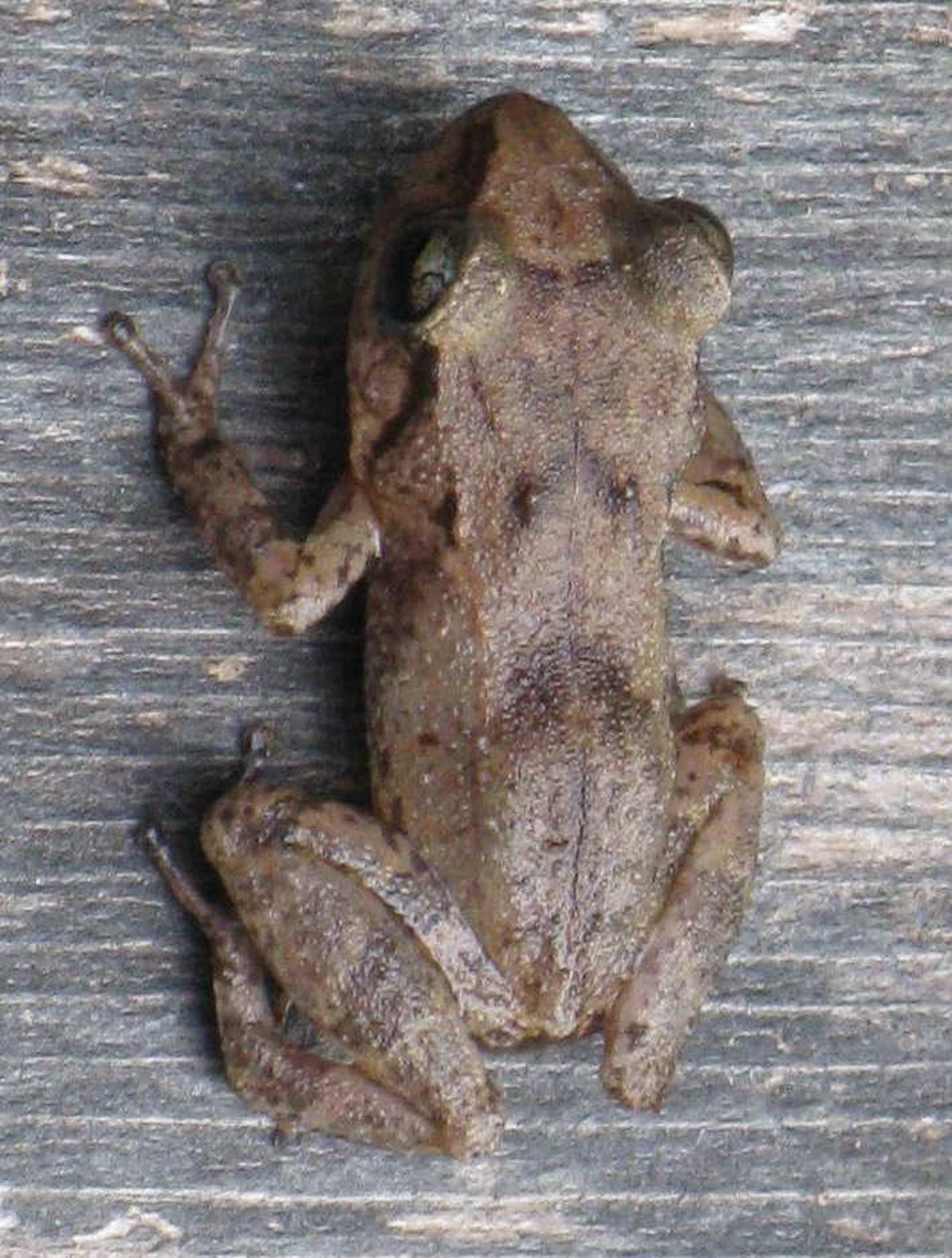 Species photo 10
