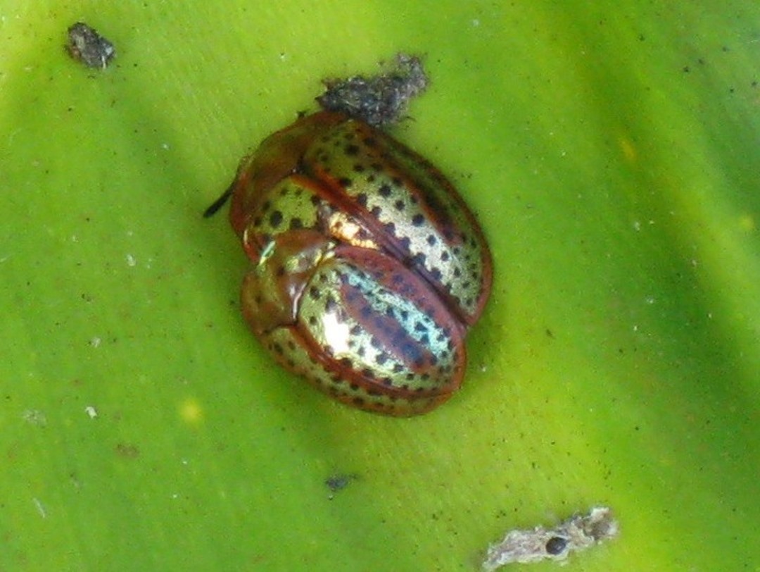 Polka Dot Tortoise Beetle