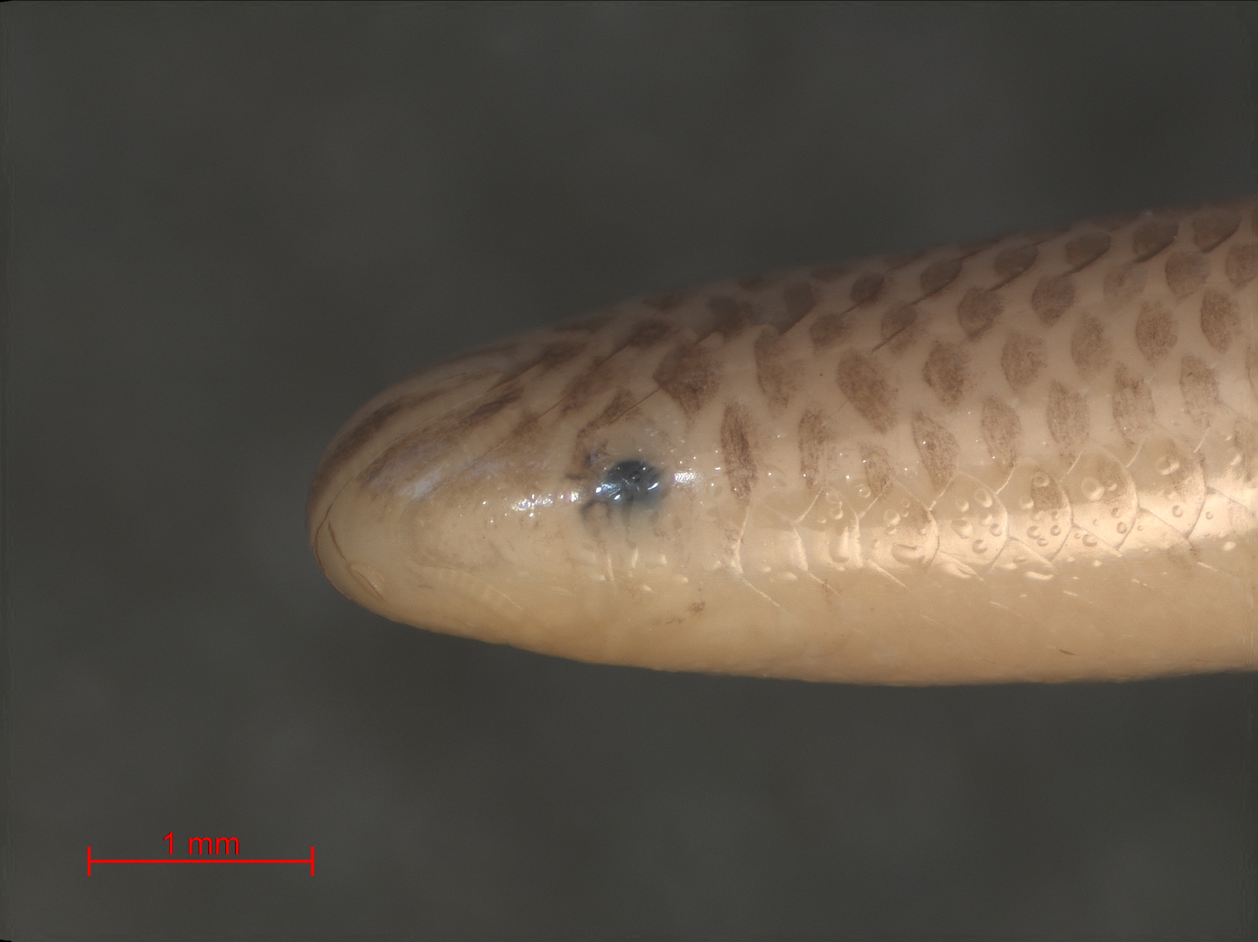 Leeward Blindsnake