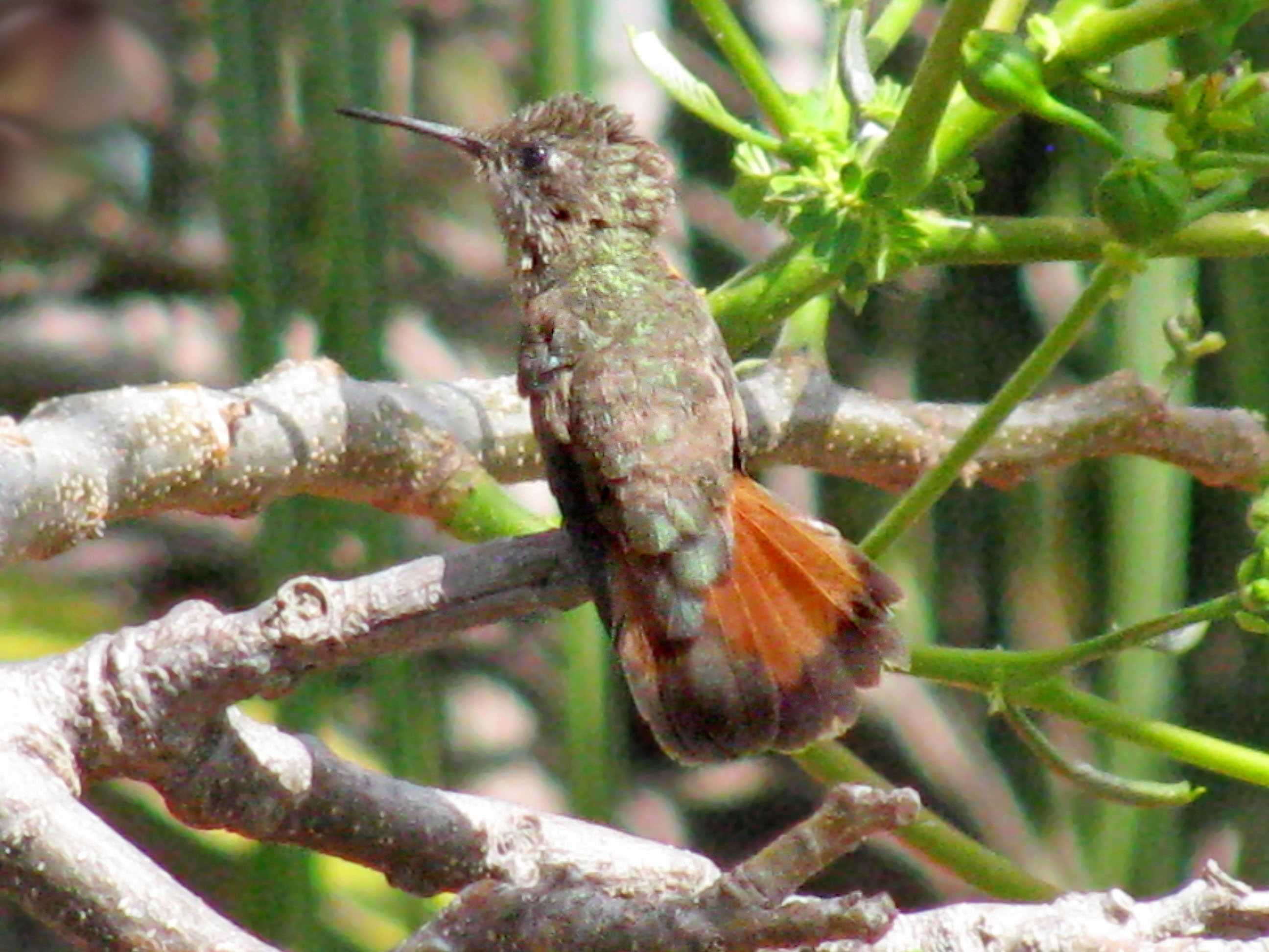 Species photo 15