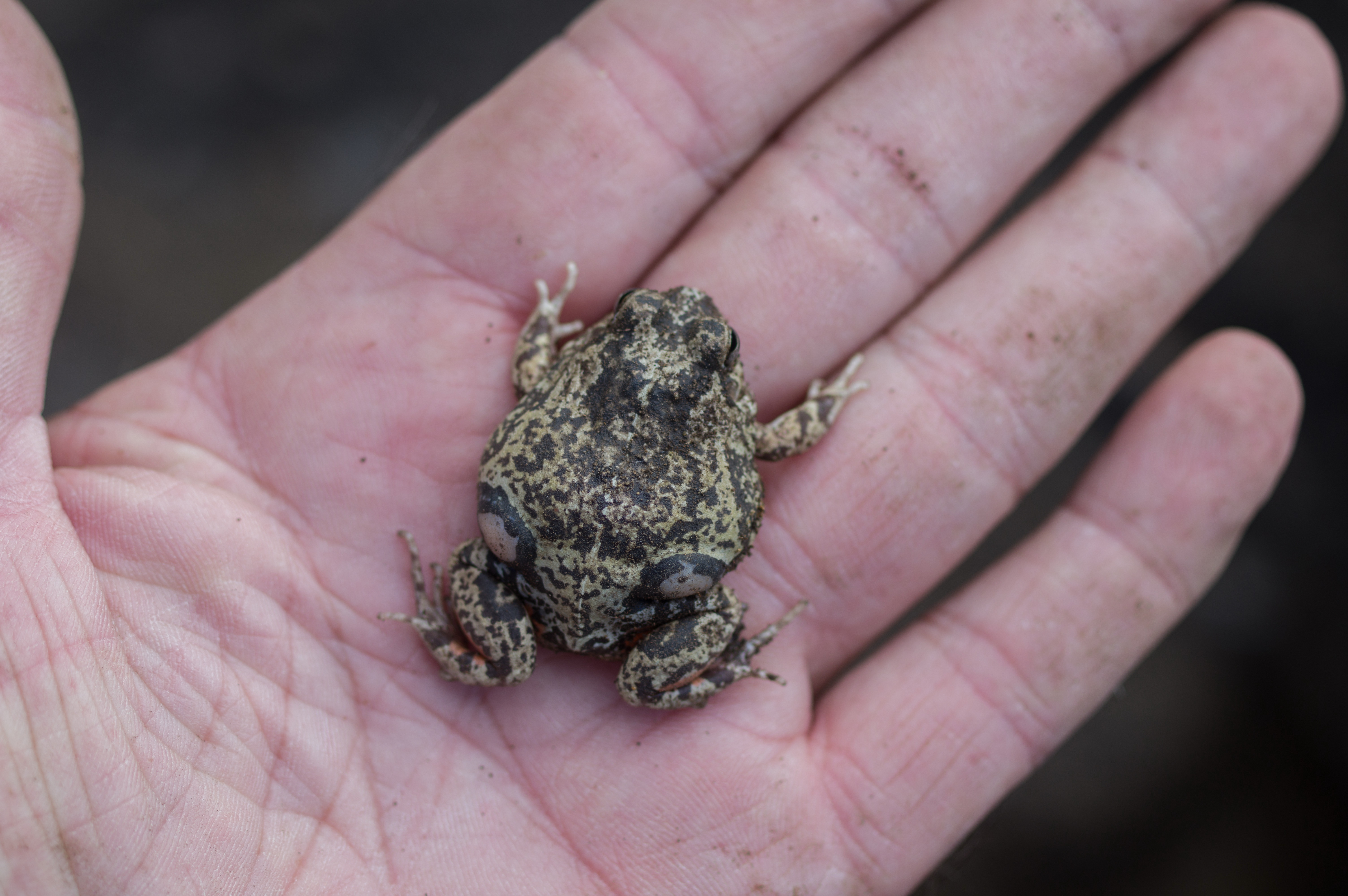 Species photo 9