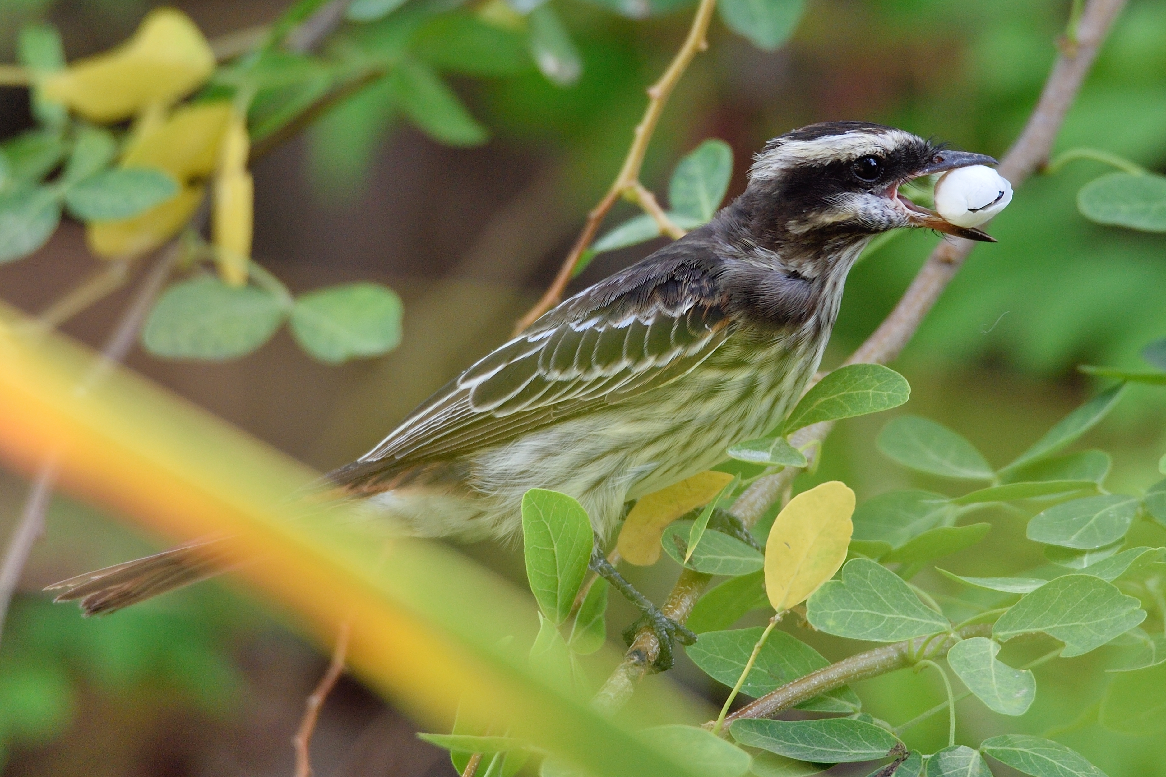 Empidonomus varius